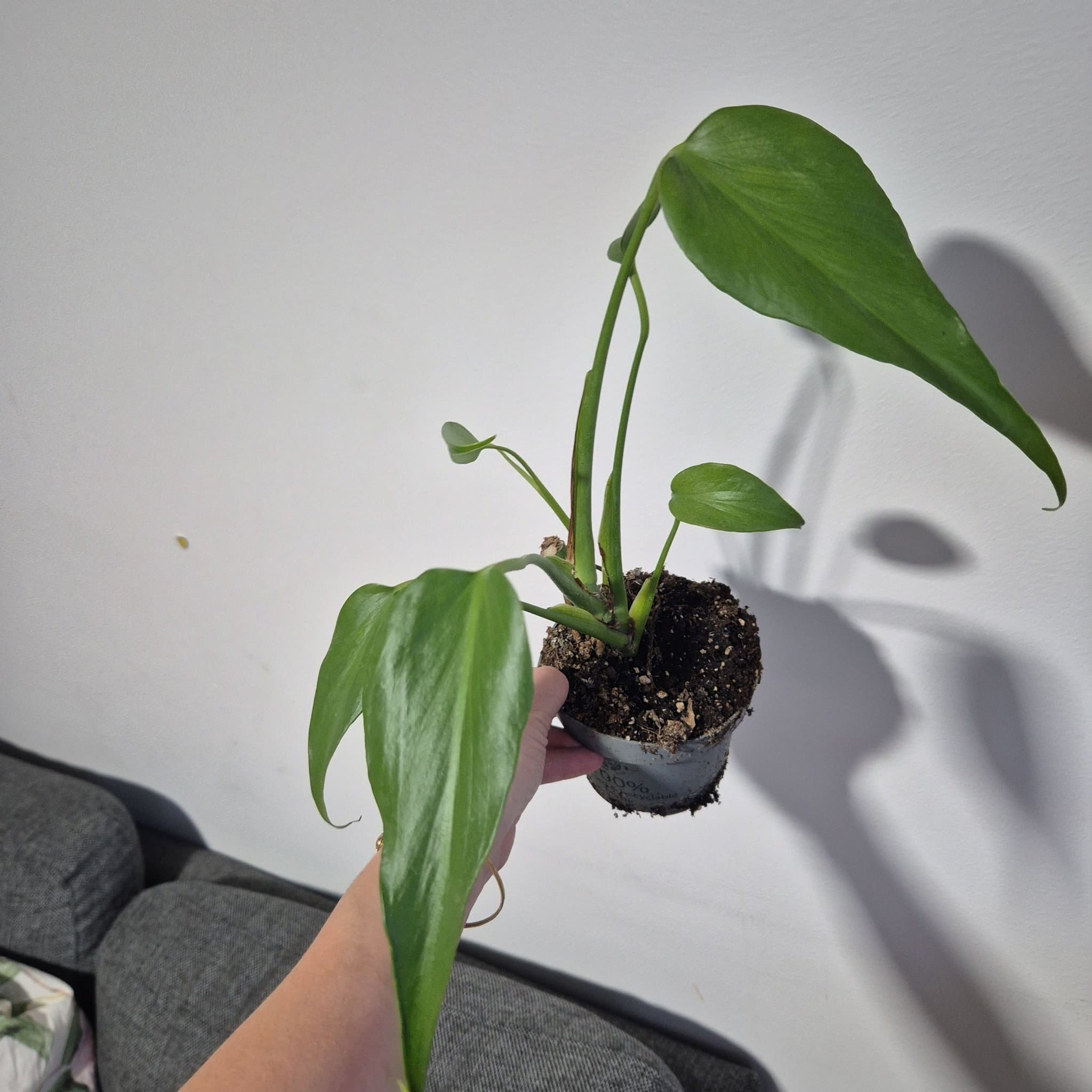 Monstera burlw marx flame