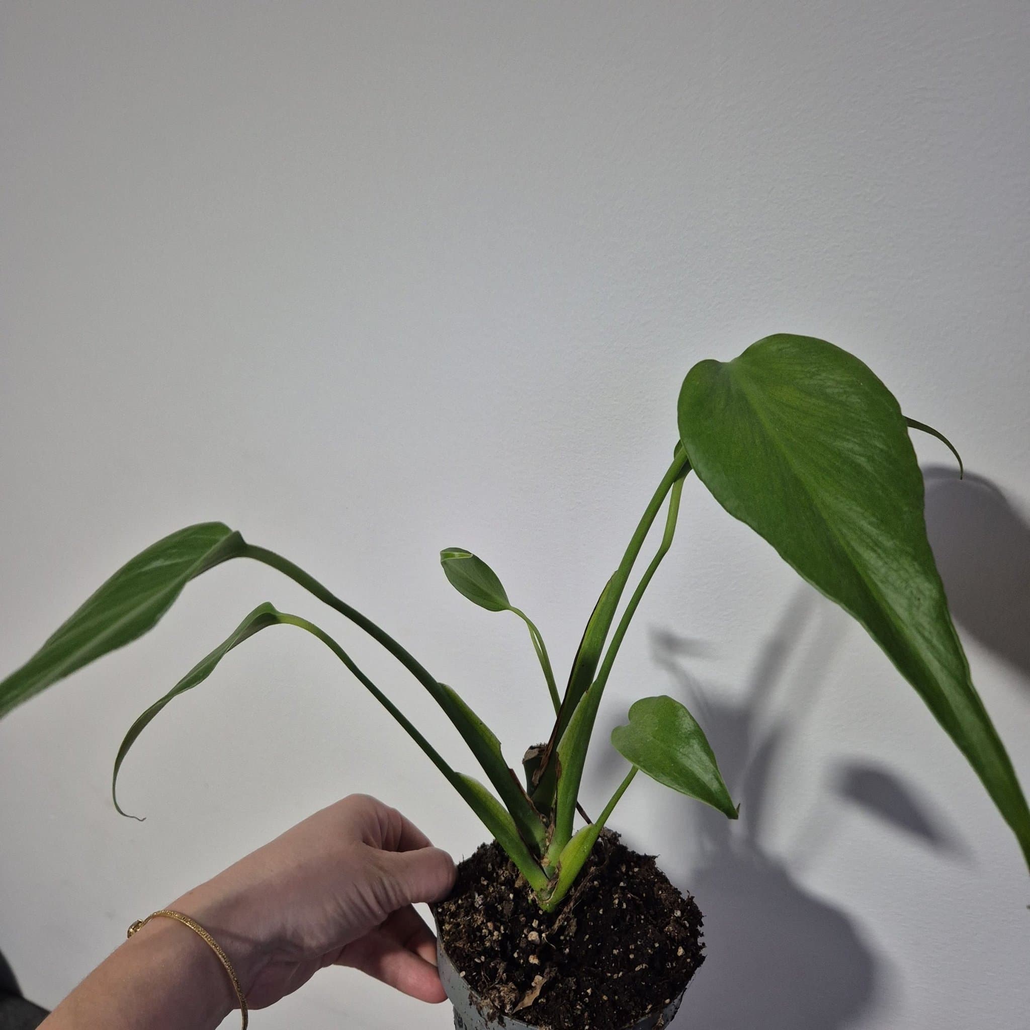 Monstera burlw marx flame