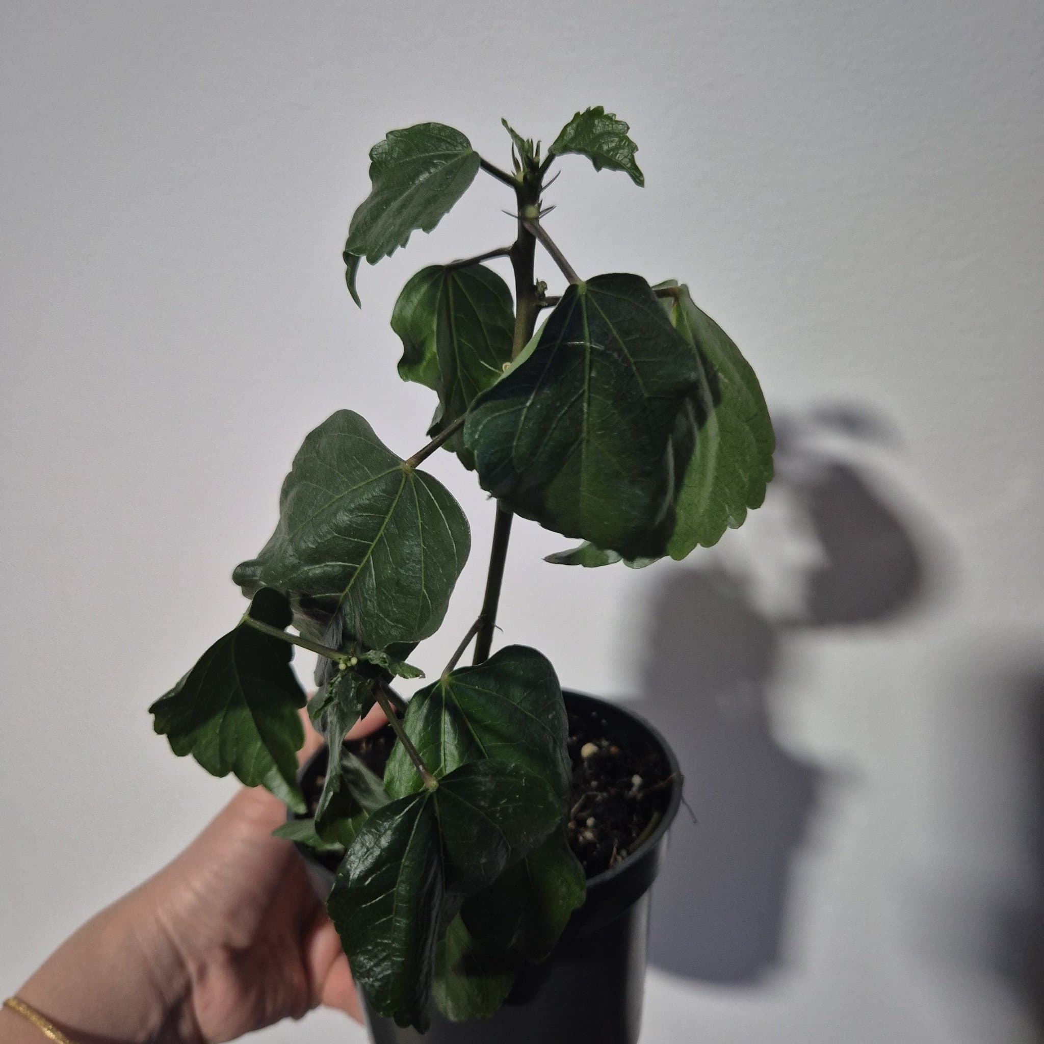 Hibiskusplanta orange