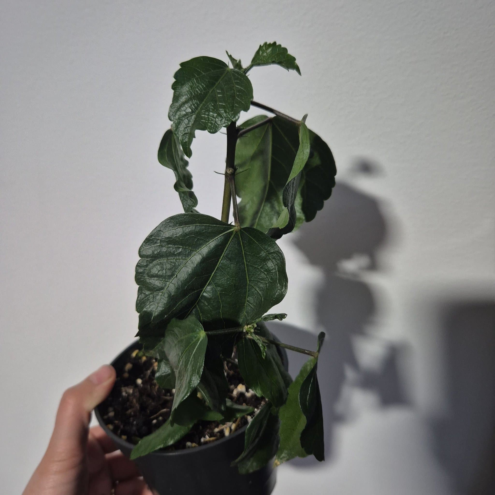 Hibiskusplanta orange