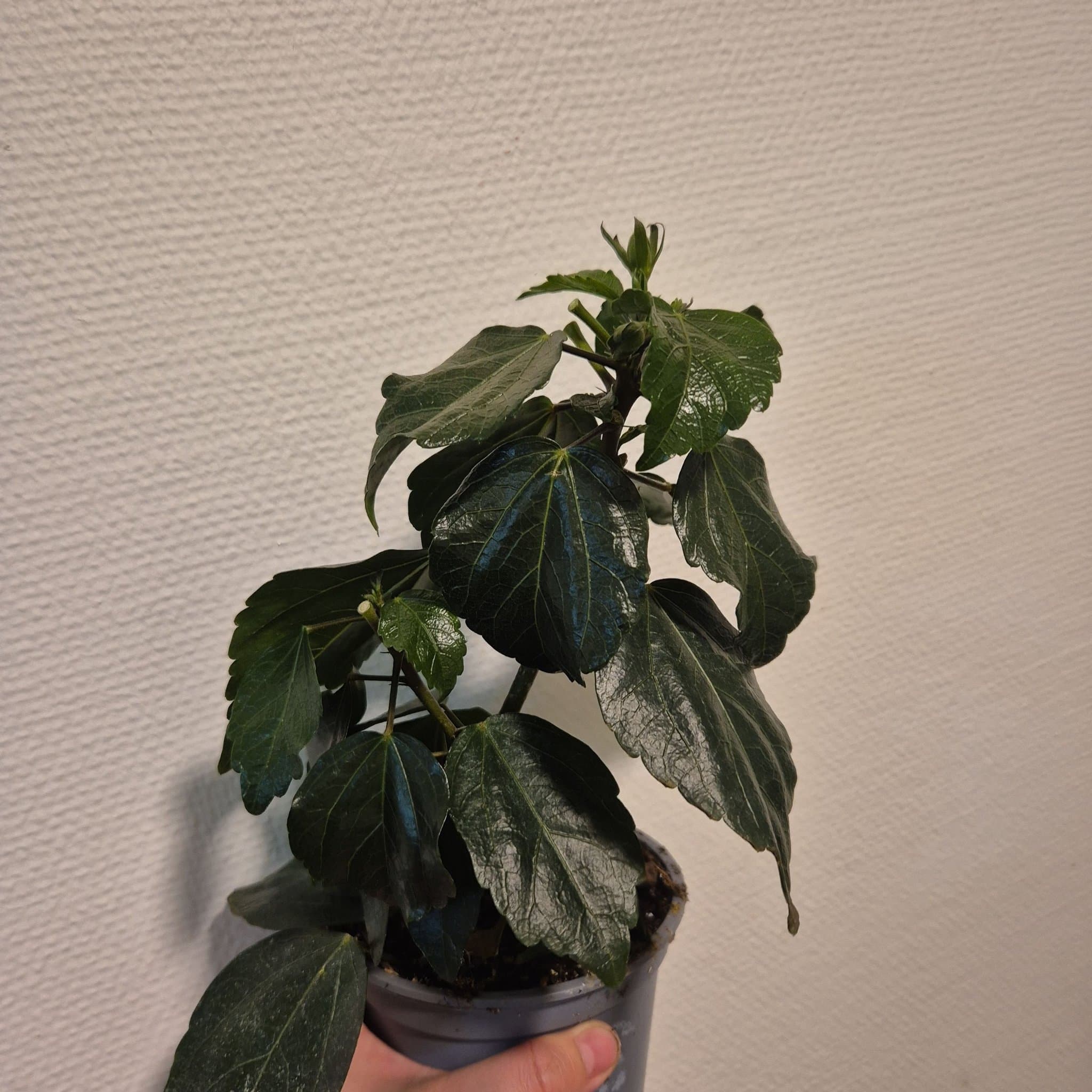 Hibiskusplanta orange