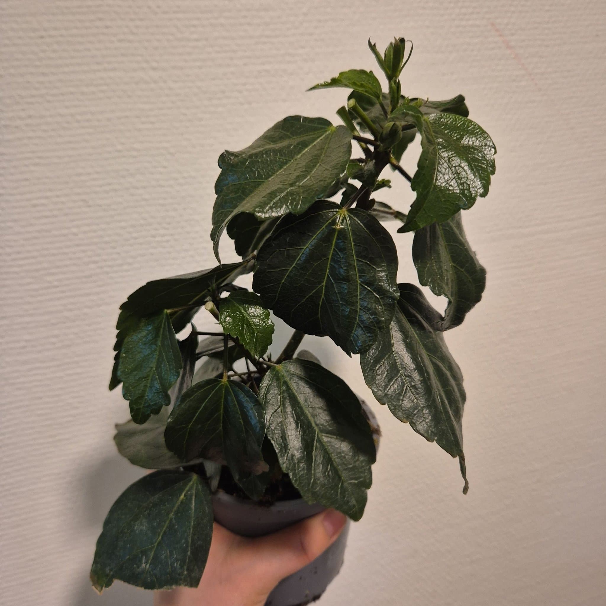 Hibiskusplanta orange