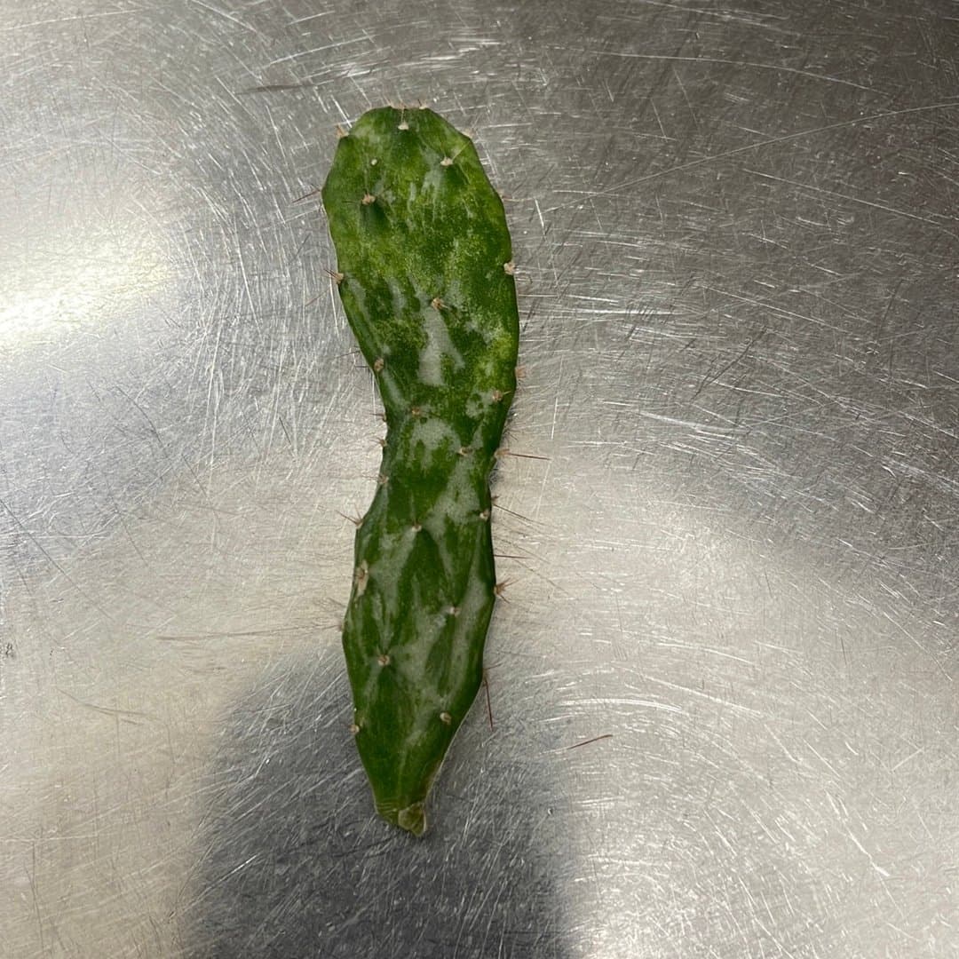 Opuntia Monacantha Variegata