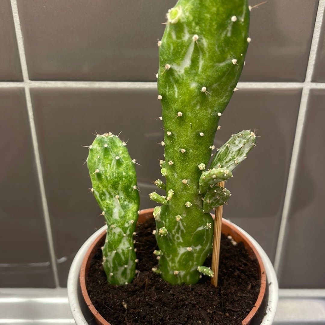 Opuntia Monacantha Variegata