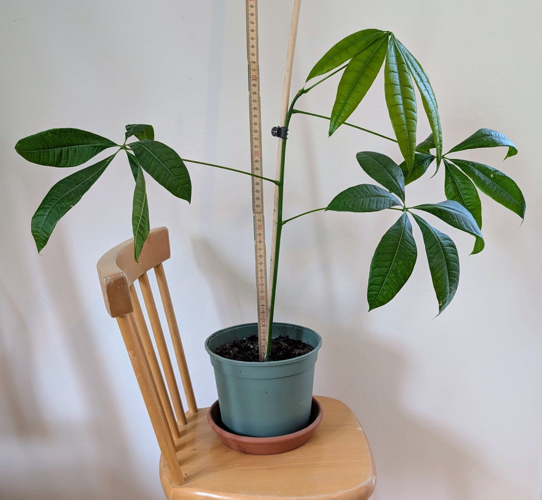 Pachira Vattenkastanj