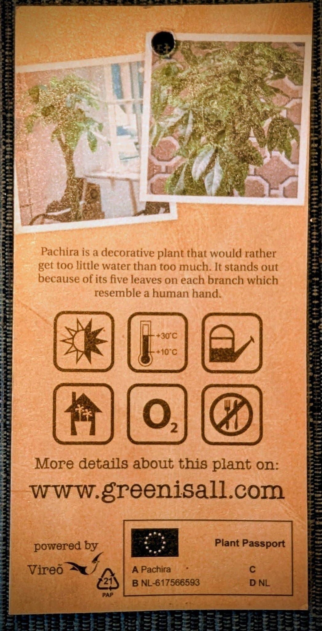 Pachira Vattenkastanj