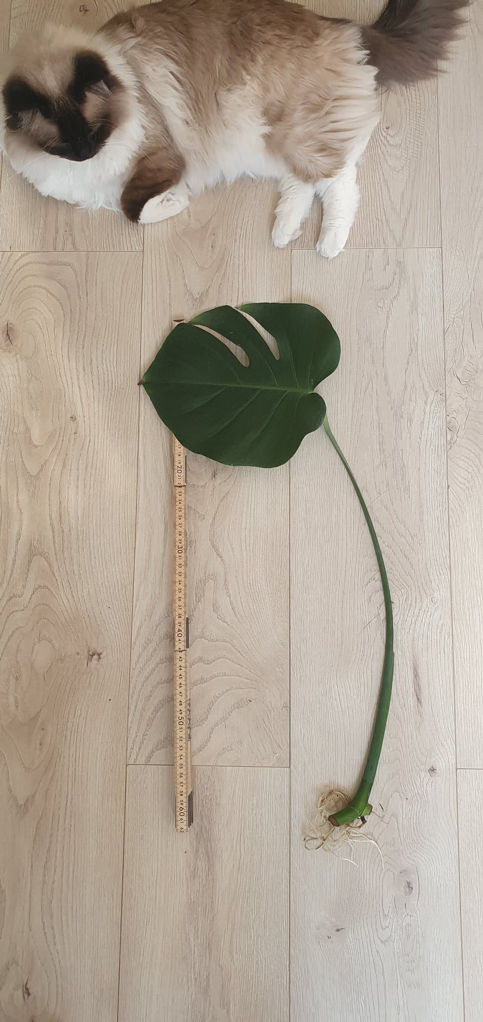 Monstera Deliciosa stickling med rötter