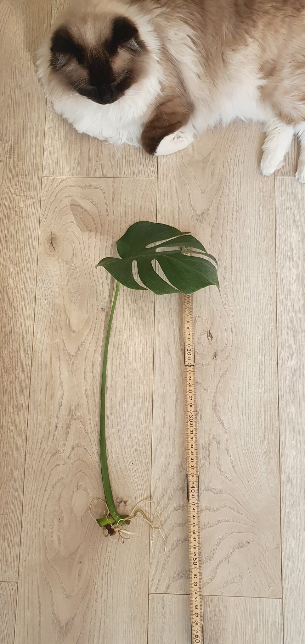 Monstera Deliciosa stickling med rötter