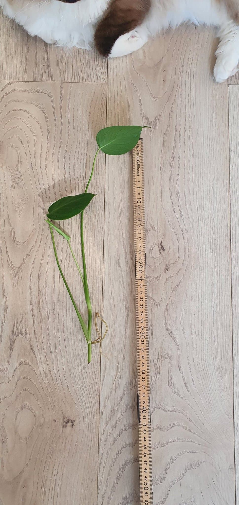 Monstera Deliciosa stickling med rötter