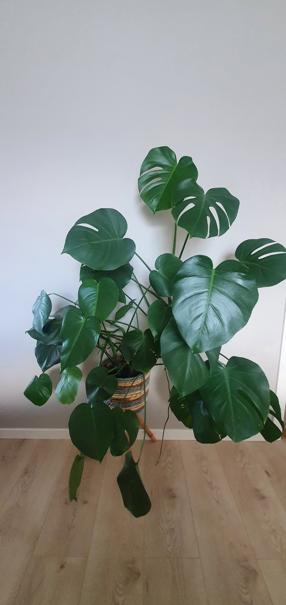 Monstera Deliciosa stickling med rötter