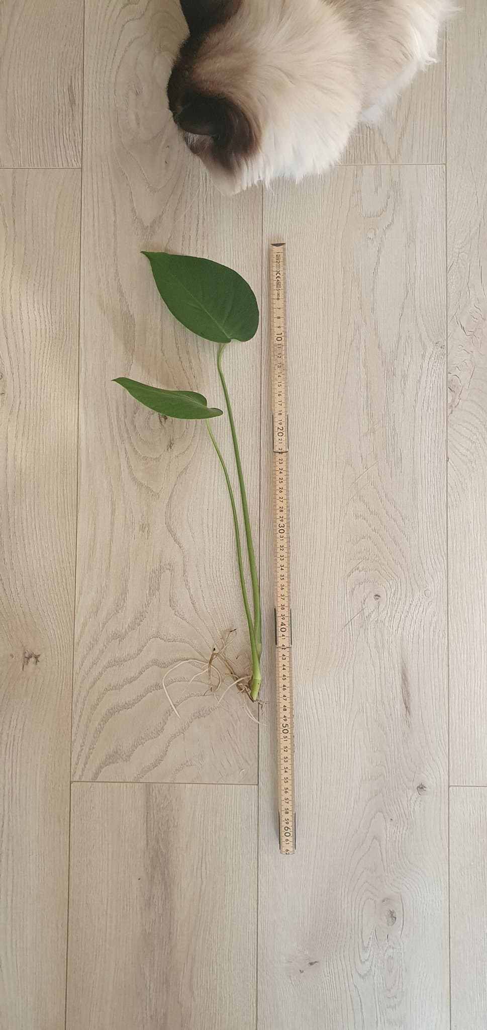 Monstera Deliciosa stickling med rötter