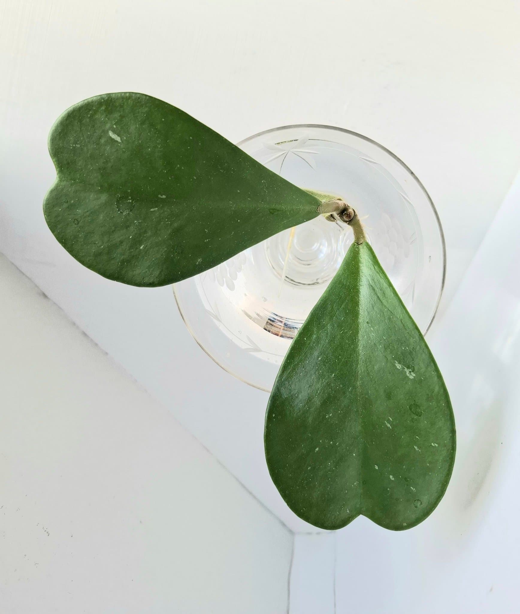 Hoya Kerrii/väl rotad stickling/planta med 3 fina blad /Hj