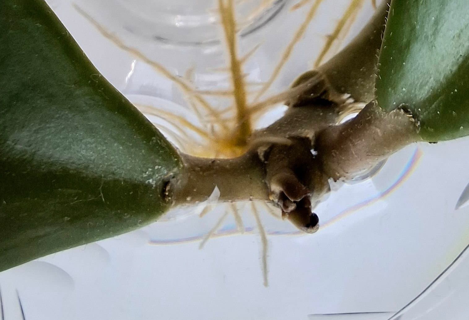 Hoya Kerrii/väl rotad stickling/planta med 3 fina blad /Hj