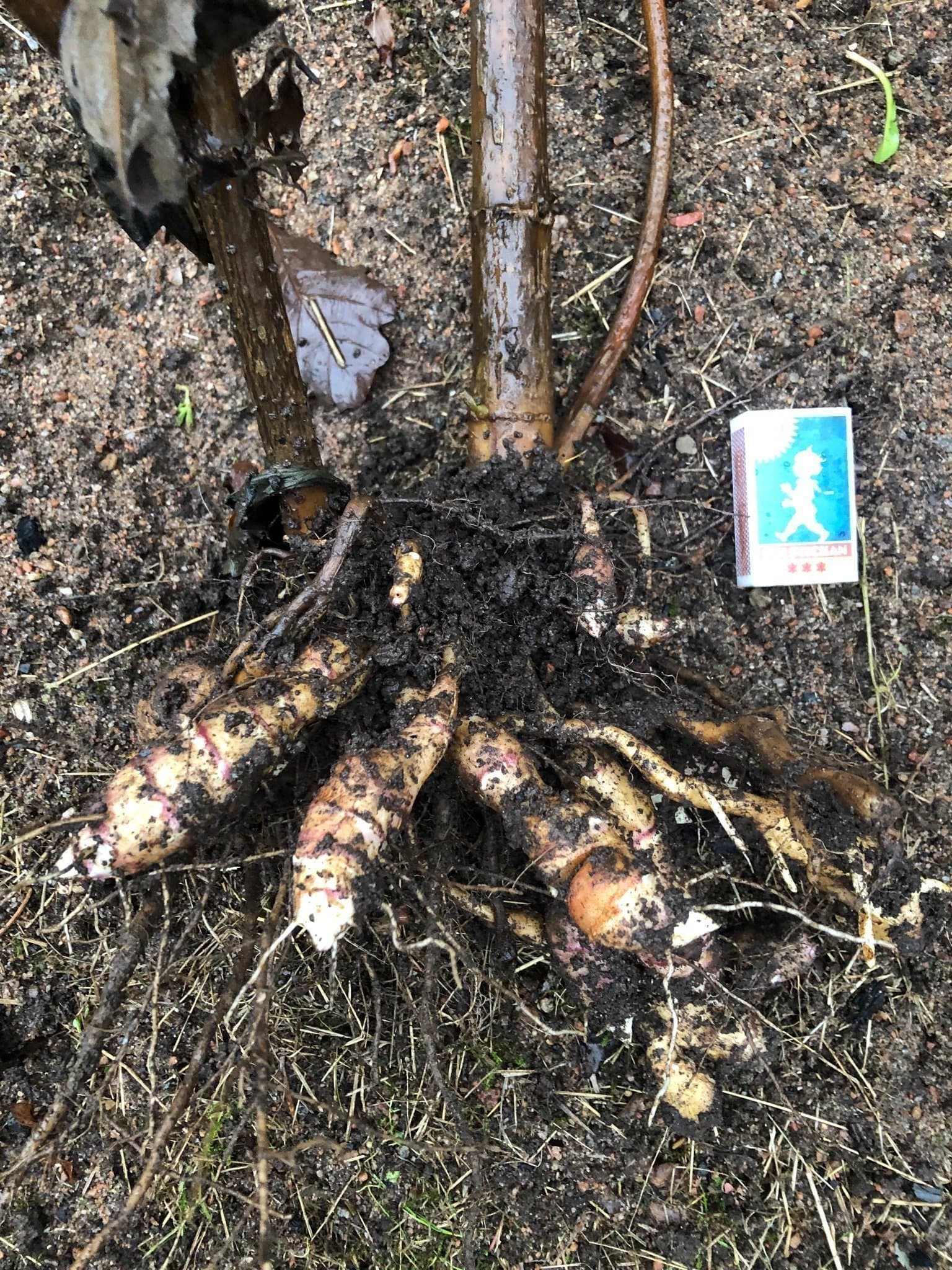 Rotsolros, även kallad strävsolros, perenn (flerårig) grönsak