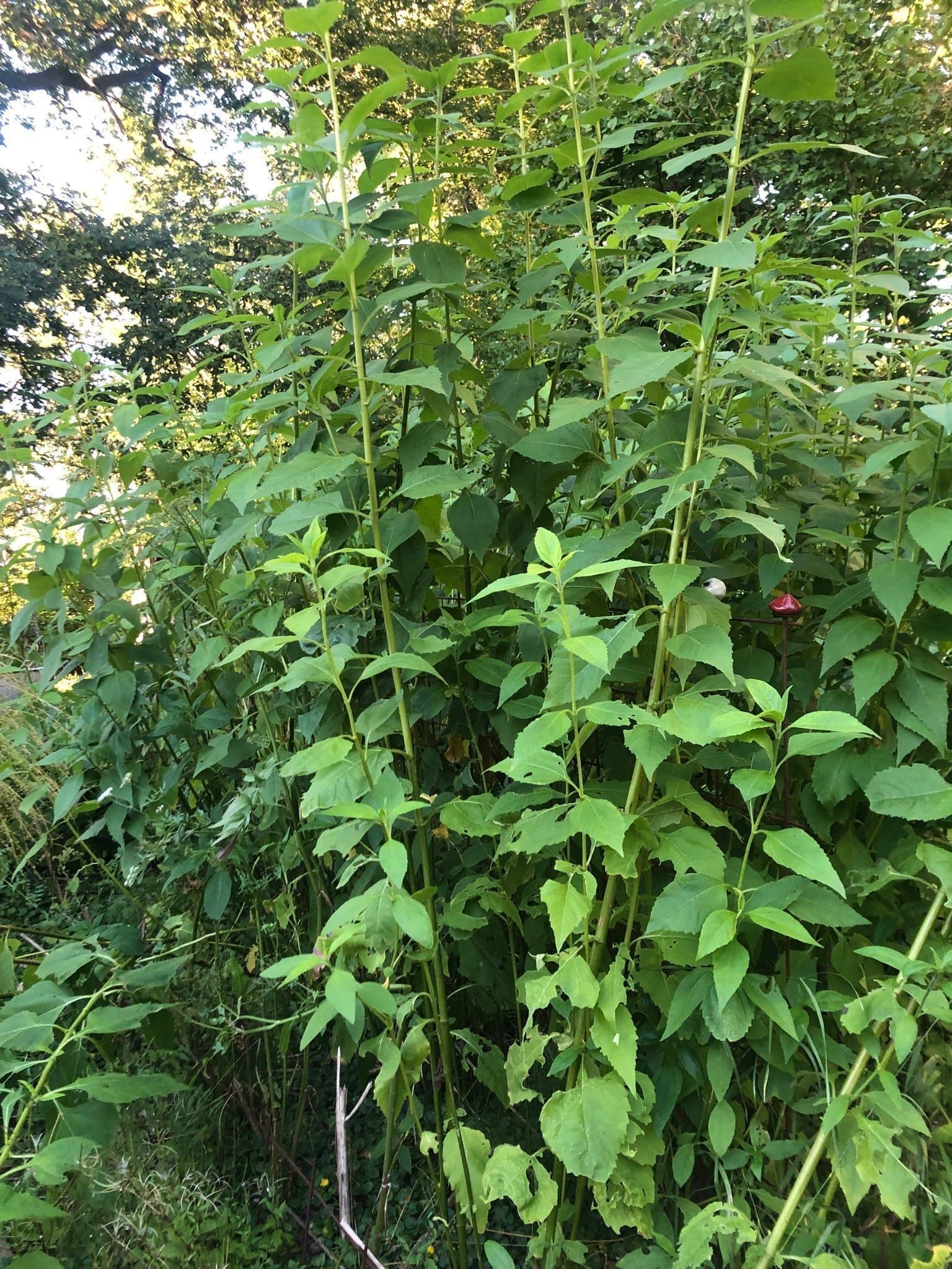 Rotsolros, även kallad strävsolros, perenn (flerårig) grönsak