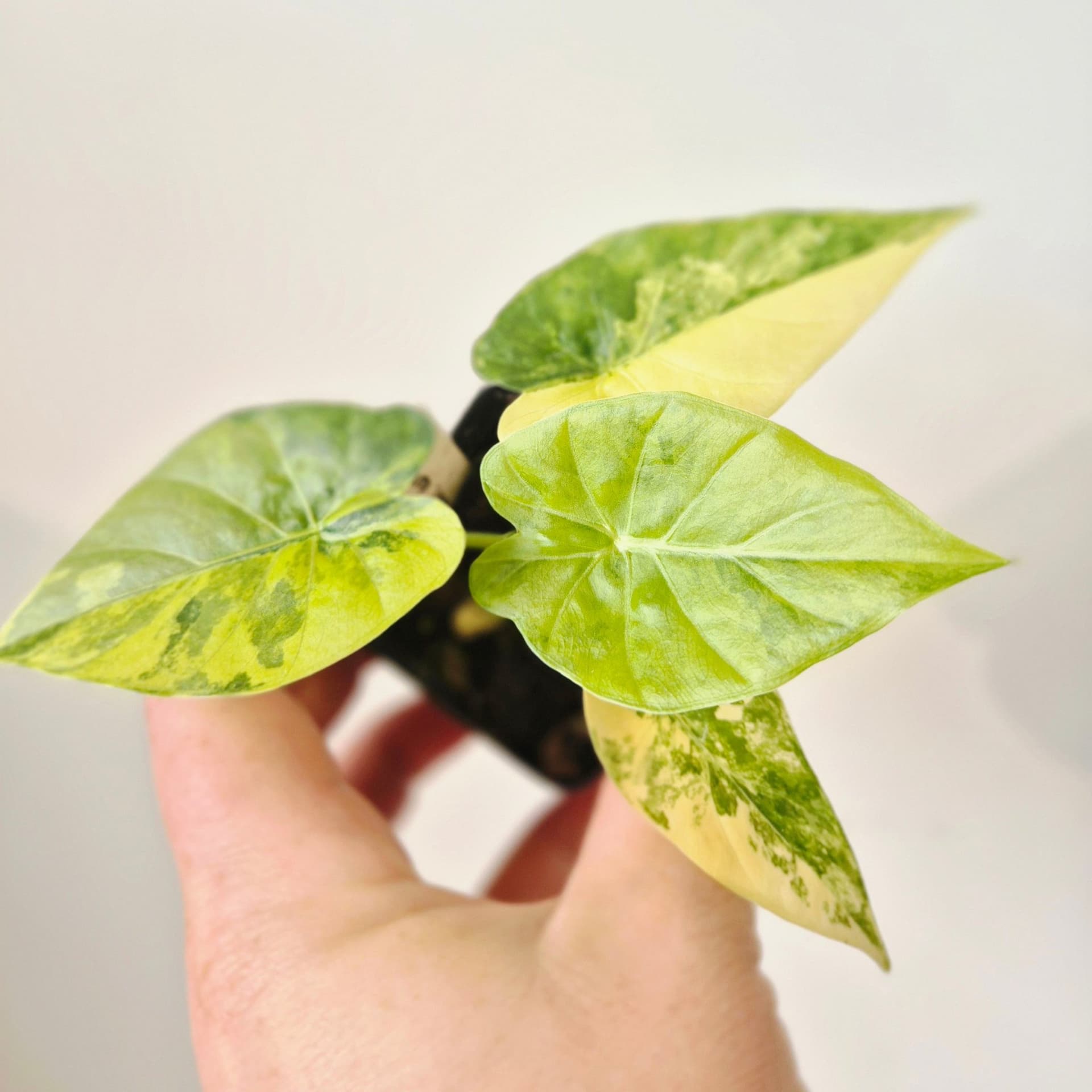 Alocasia Gageana variegata Aurea