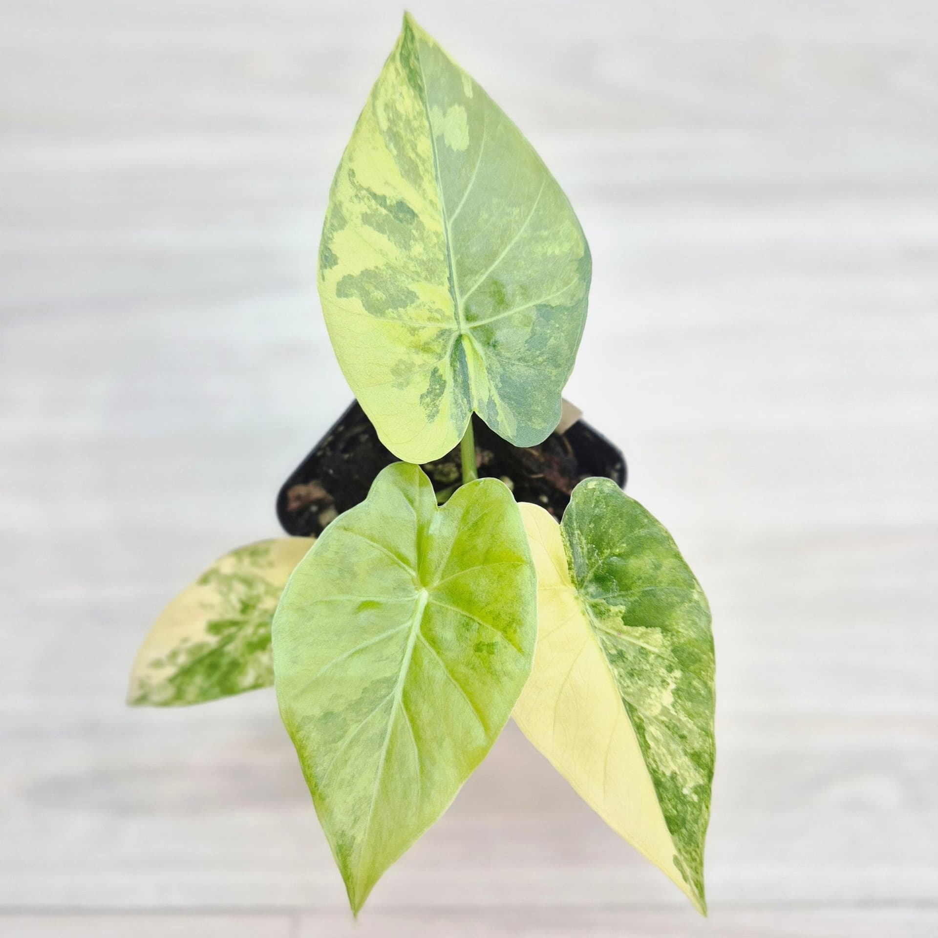 Alocasia Gageana variegata Aurea