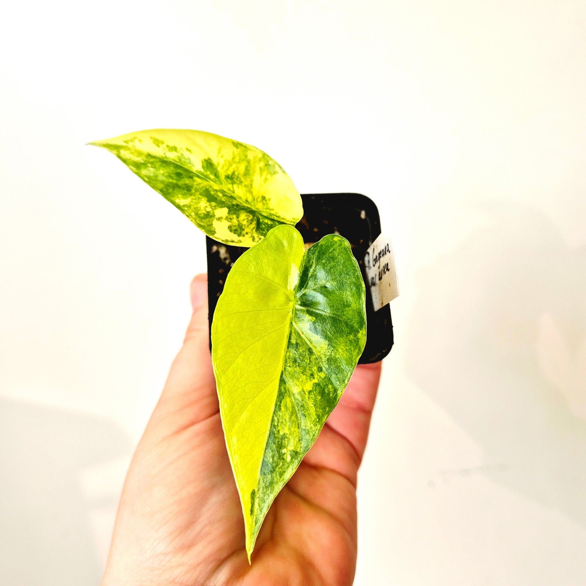 Alocasia Gageana variegata Aurea