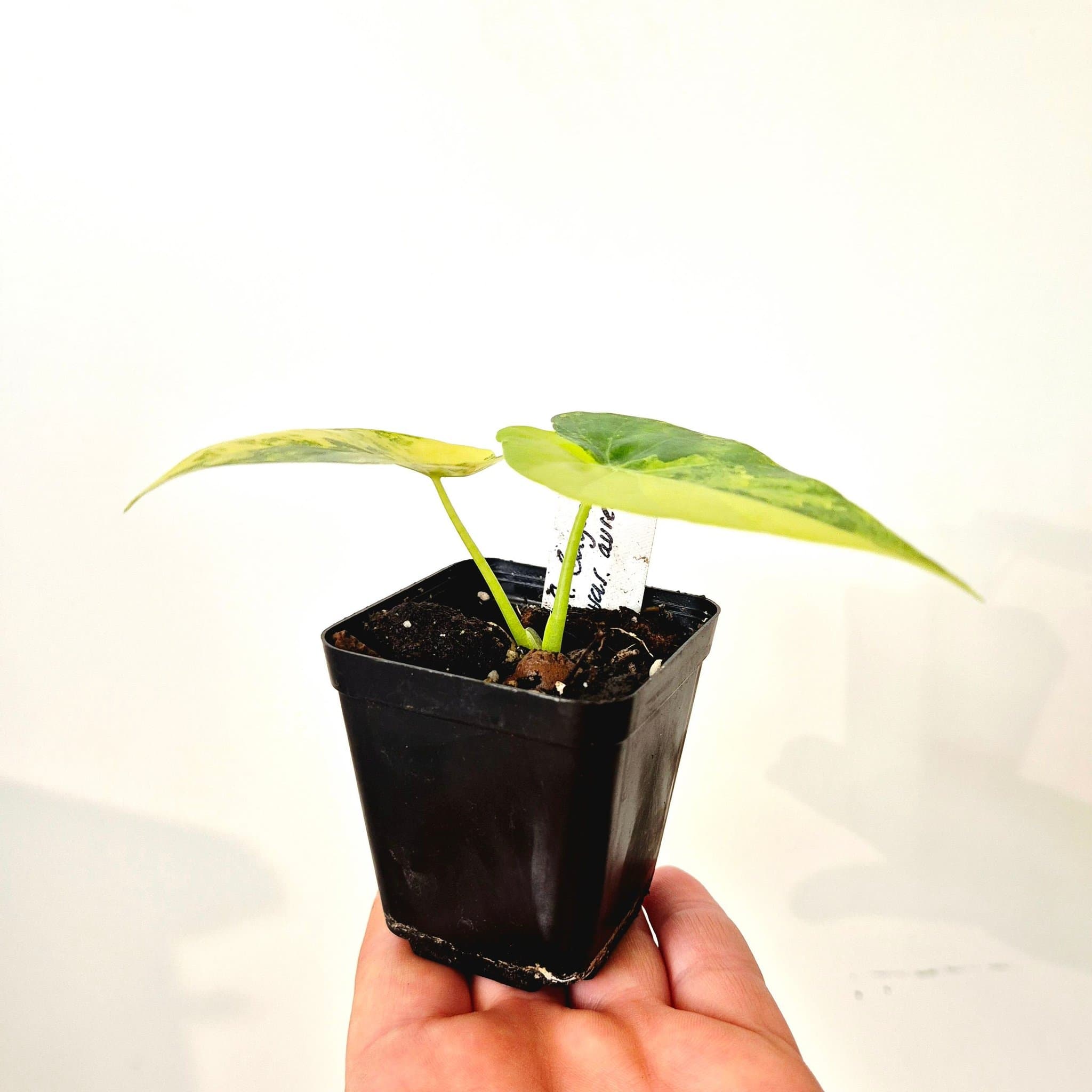 Alocasia Gageana variegata Aurea