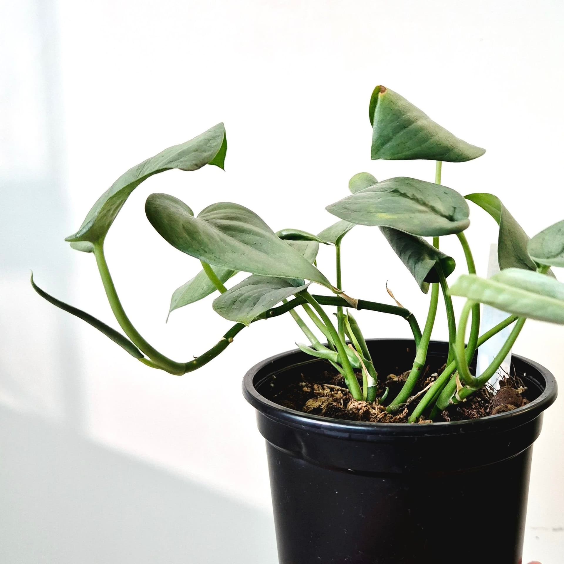 Scindapsus Silver hero
