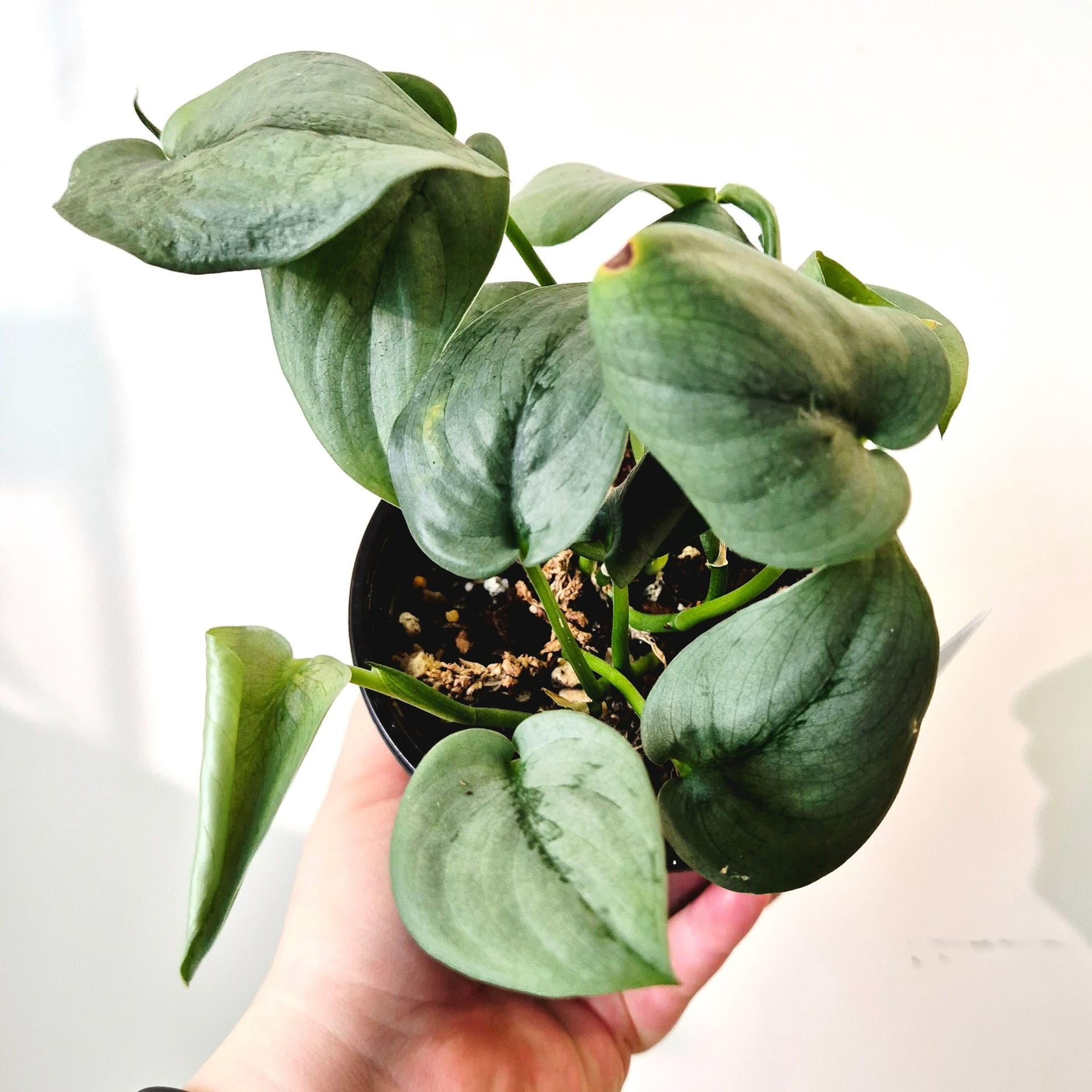 Scindapsus Silver hero