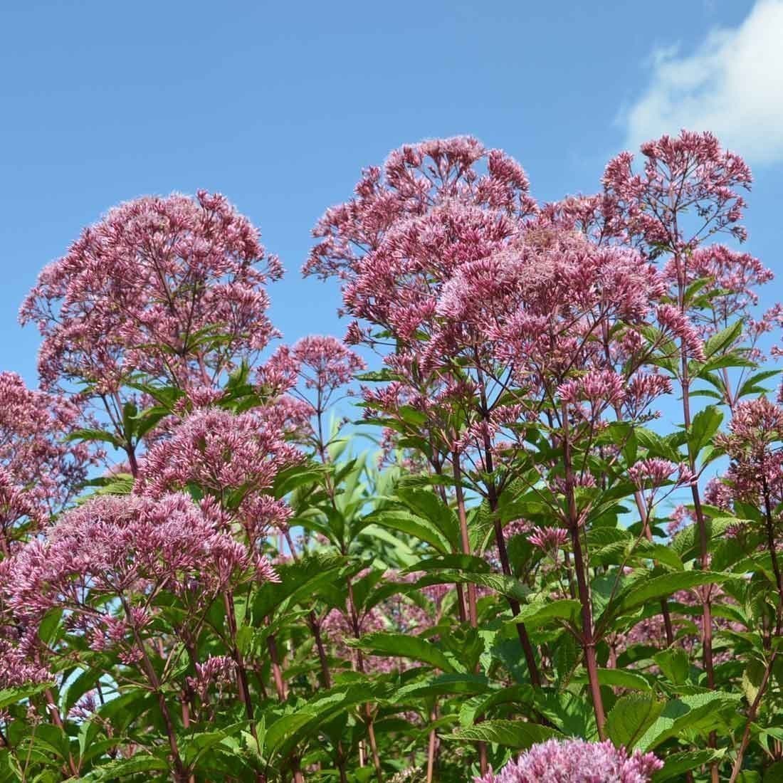 Rosenflockel (Eupatorium purpureum) rot