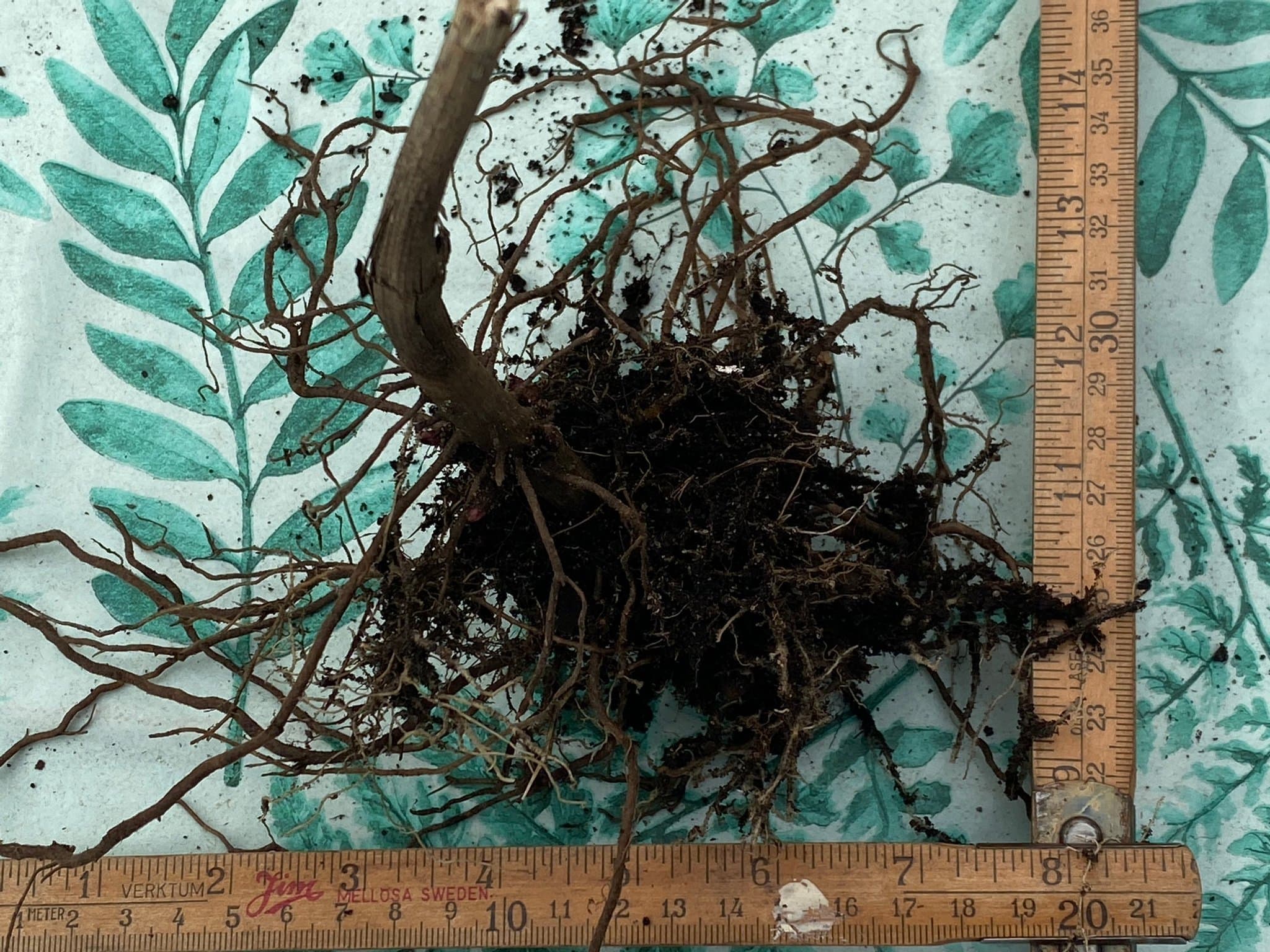 Rosenflockel (Eupatorium purpureum) rot