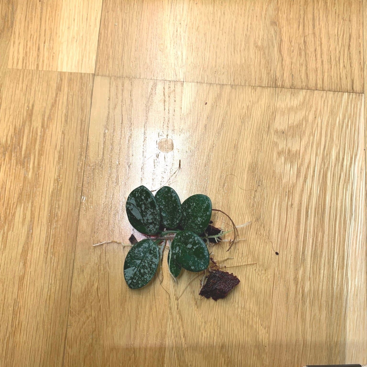 Hoya mathilde splash