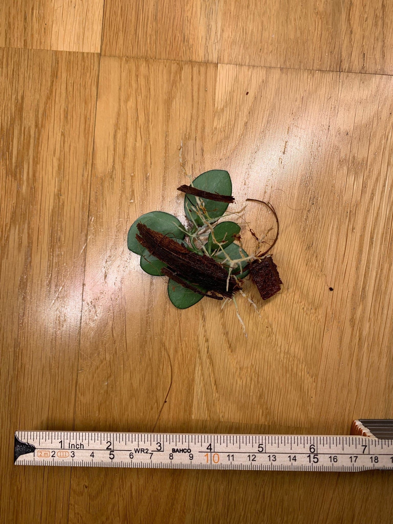 Hoya mathilde splash