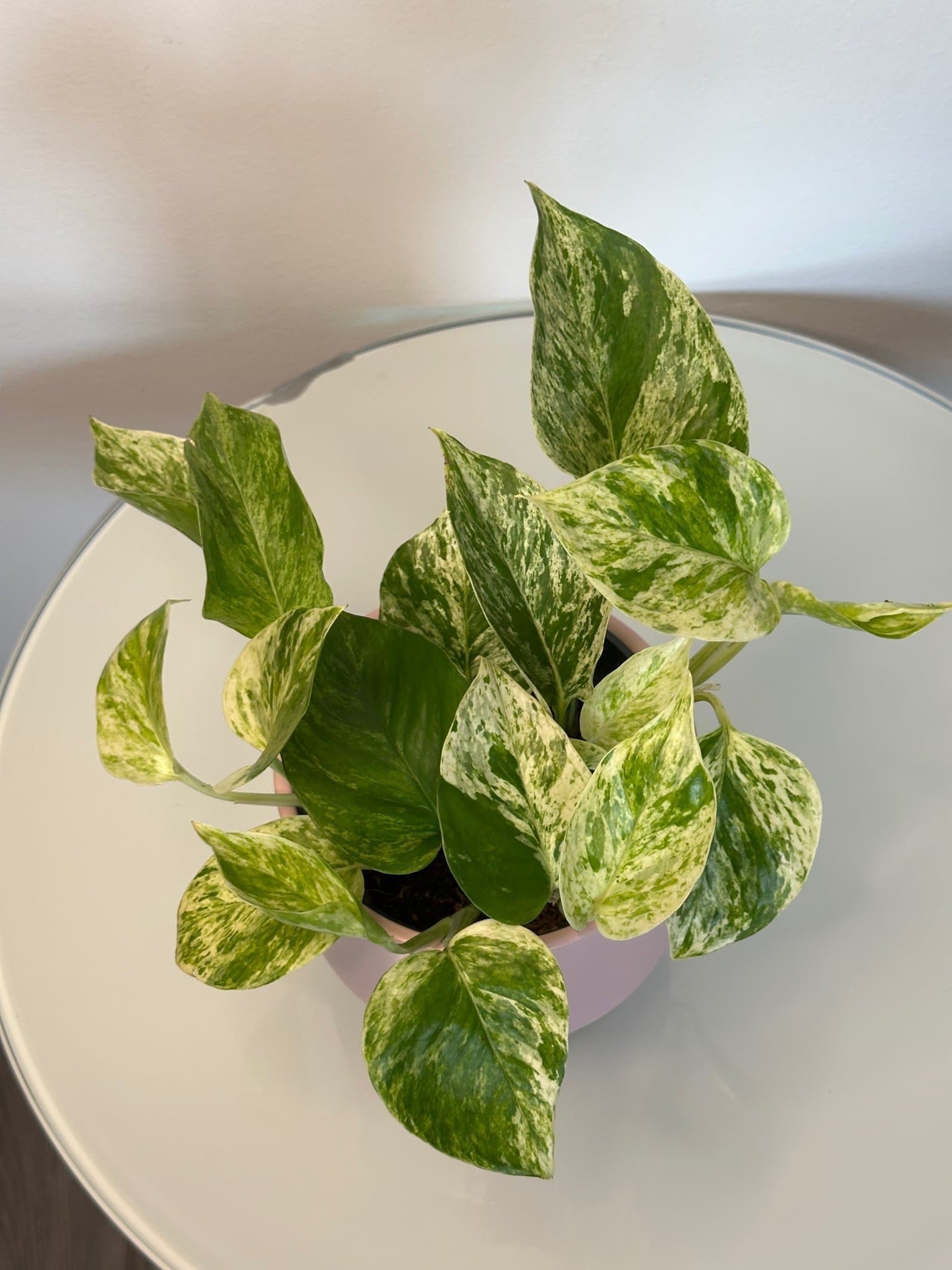 Gullranka Marble Queen