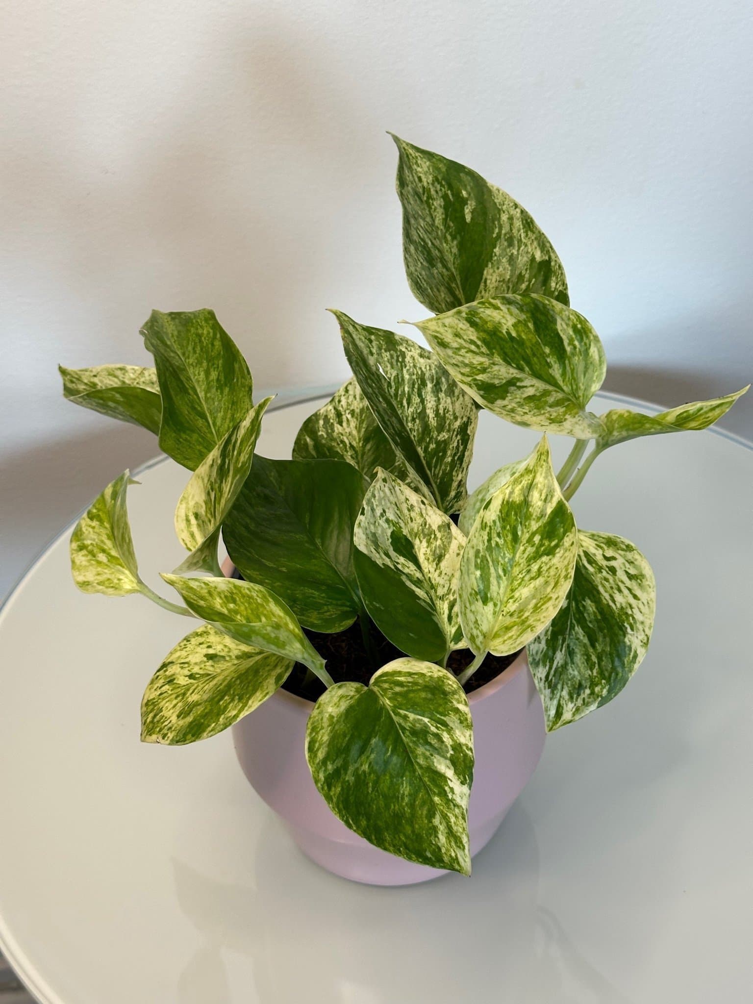 Gullranka Marble Queen