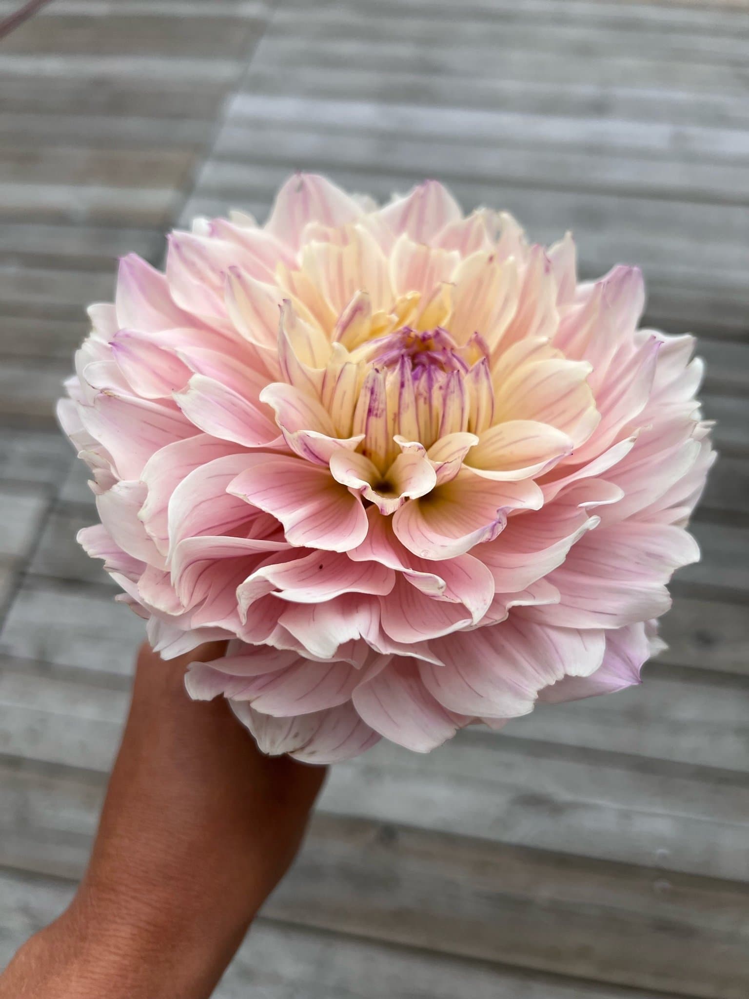 Dahlia Masterclass rotad stickling nr 1