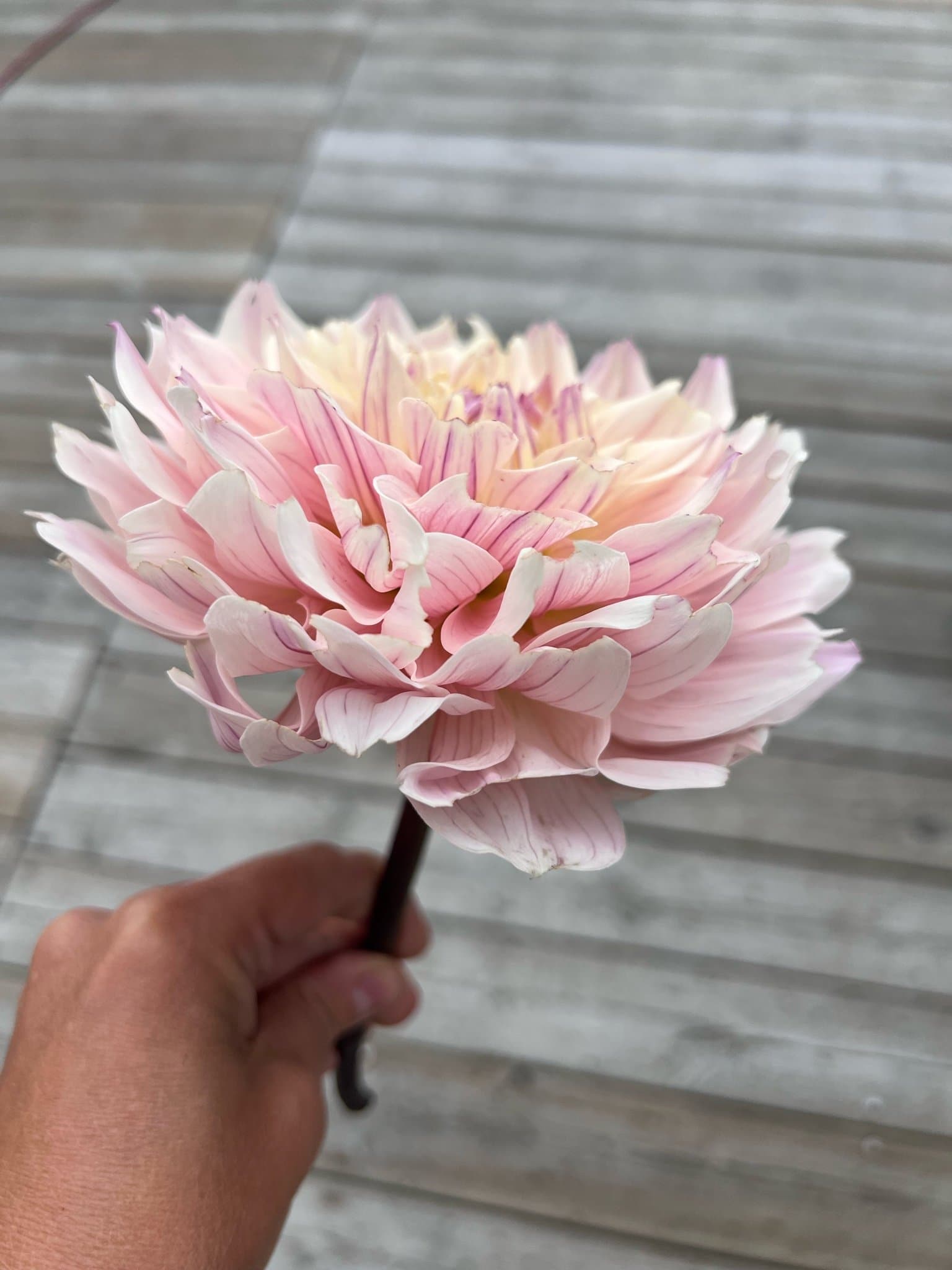 Dahlia Masterclass rotad stickling nr 1