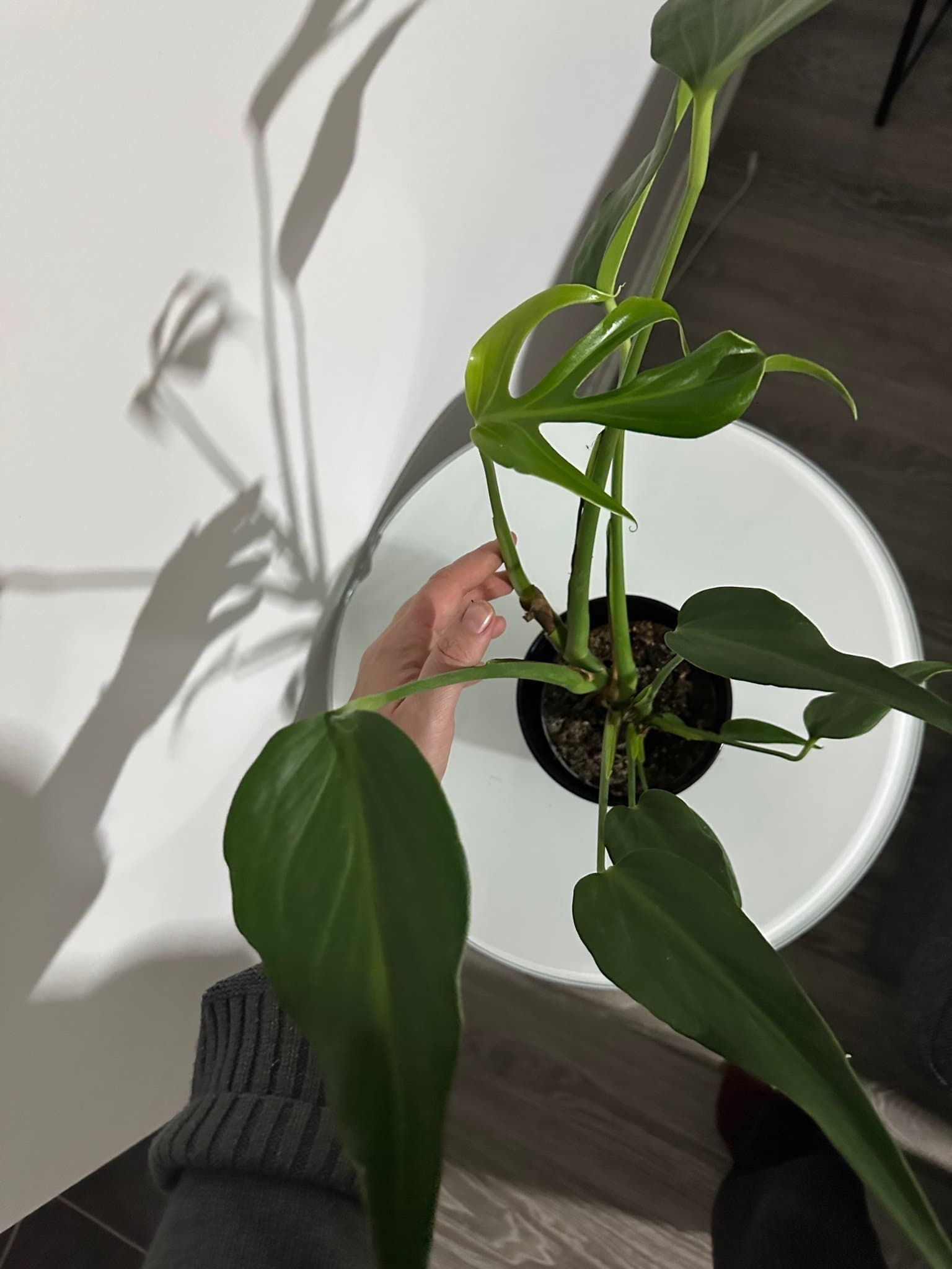 Monstera burle Marx flame