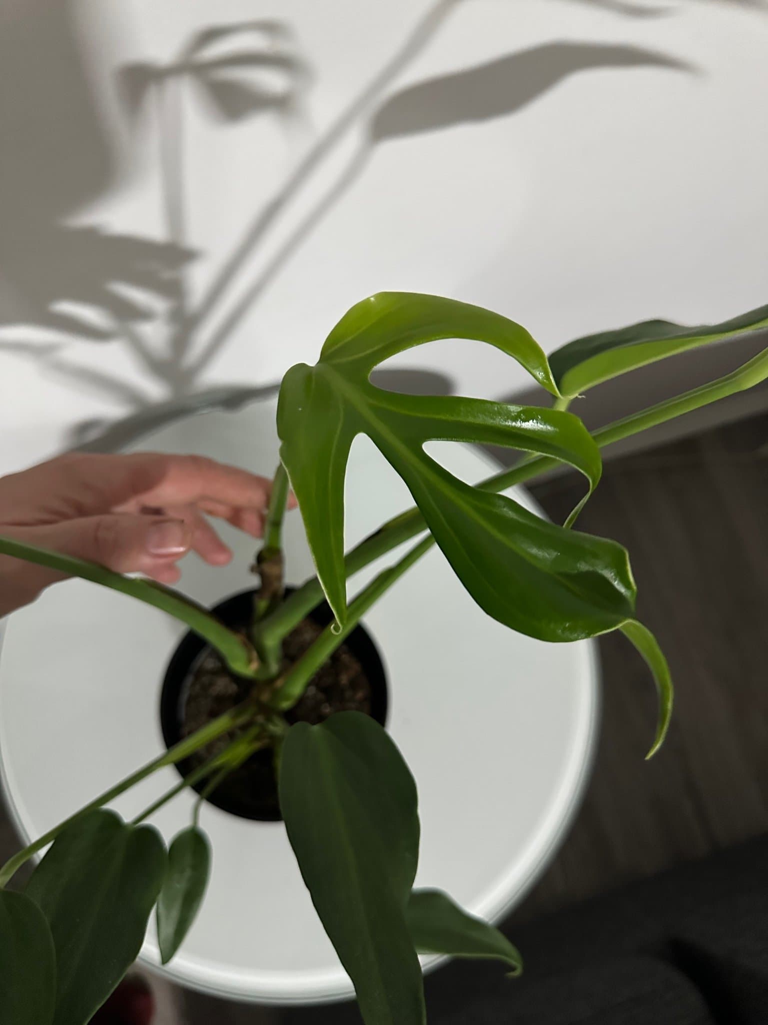 Monstera burle Marx flame