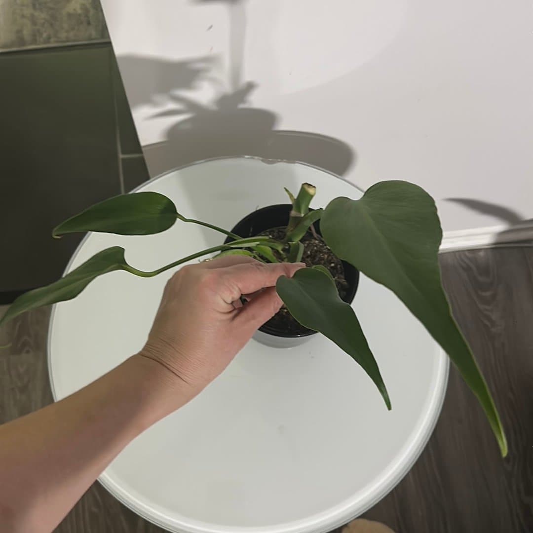 Monstera burle marx flame