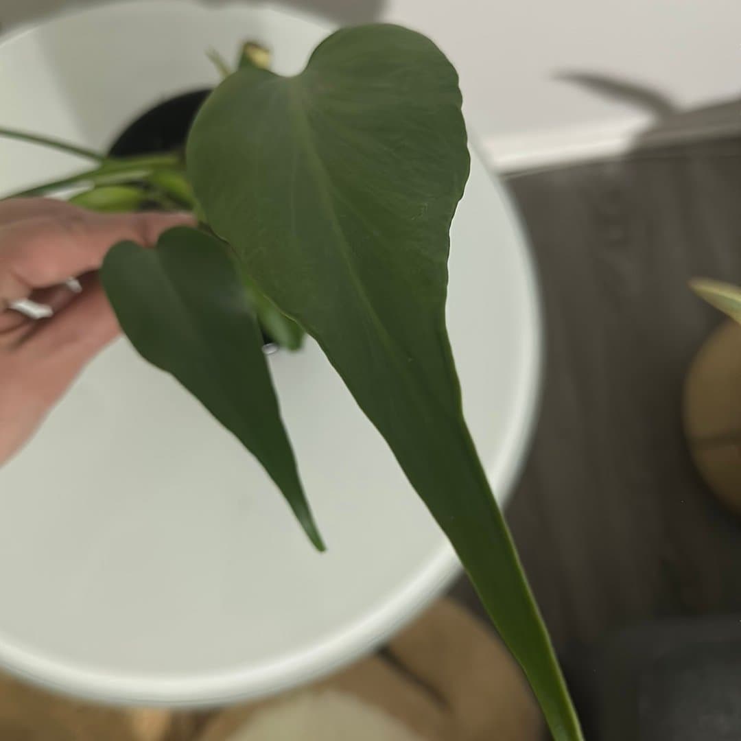 Monstera burle marx flame