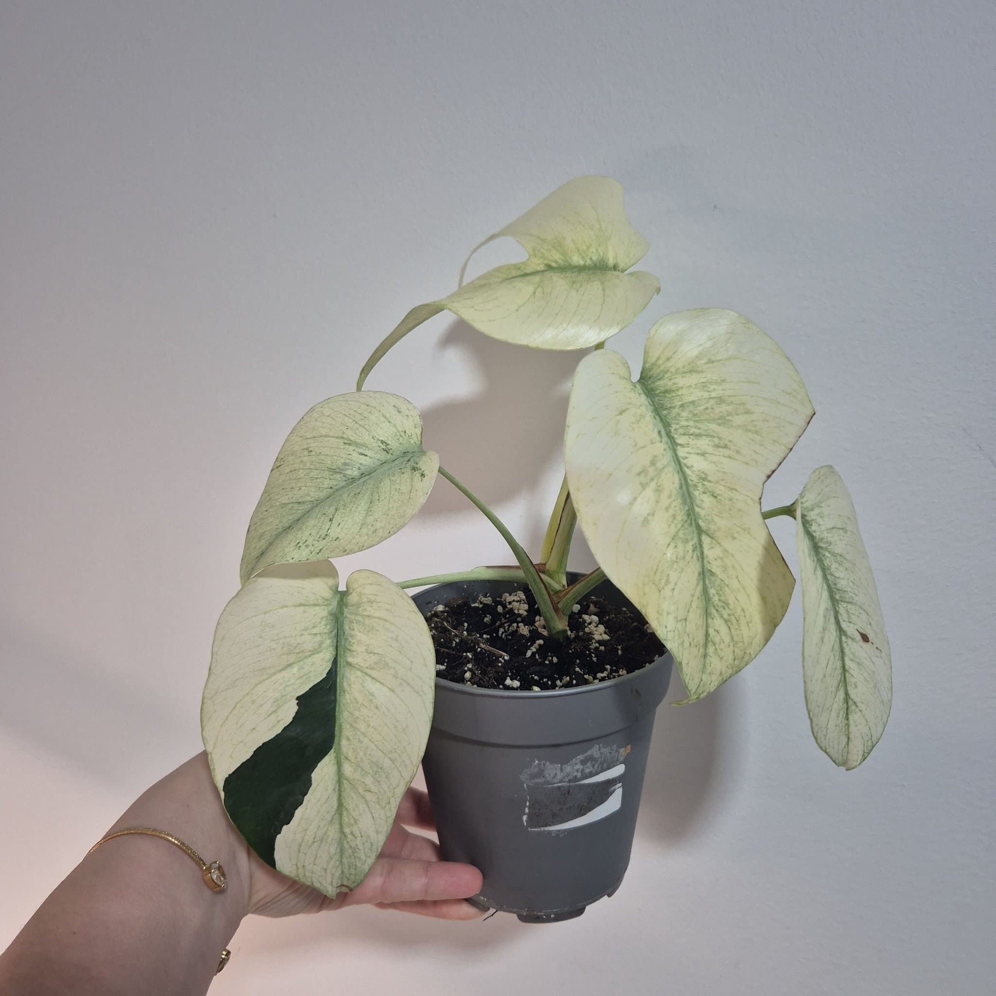 Monstera mint Ej Tc planta