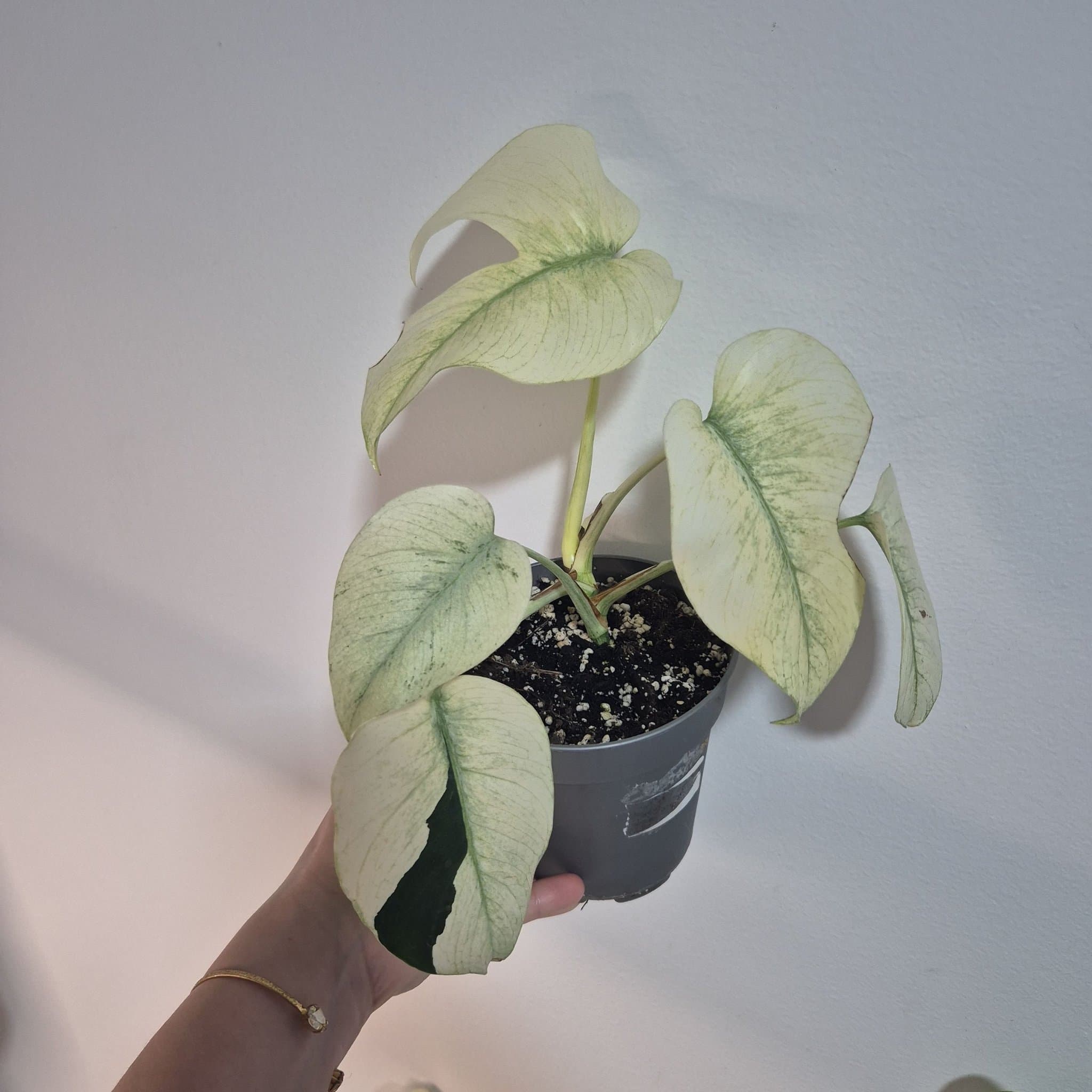 Monstera mint Ej Tc planta