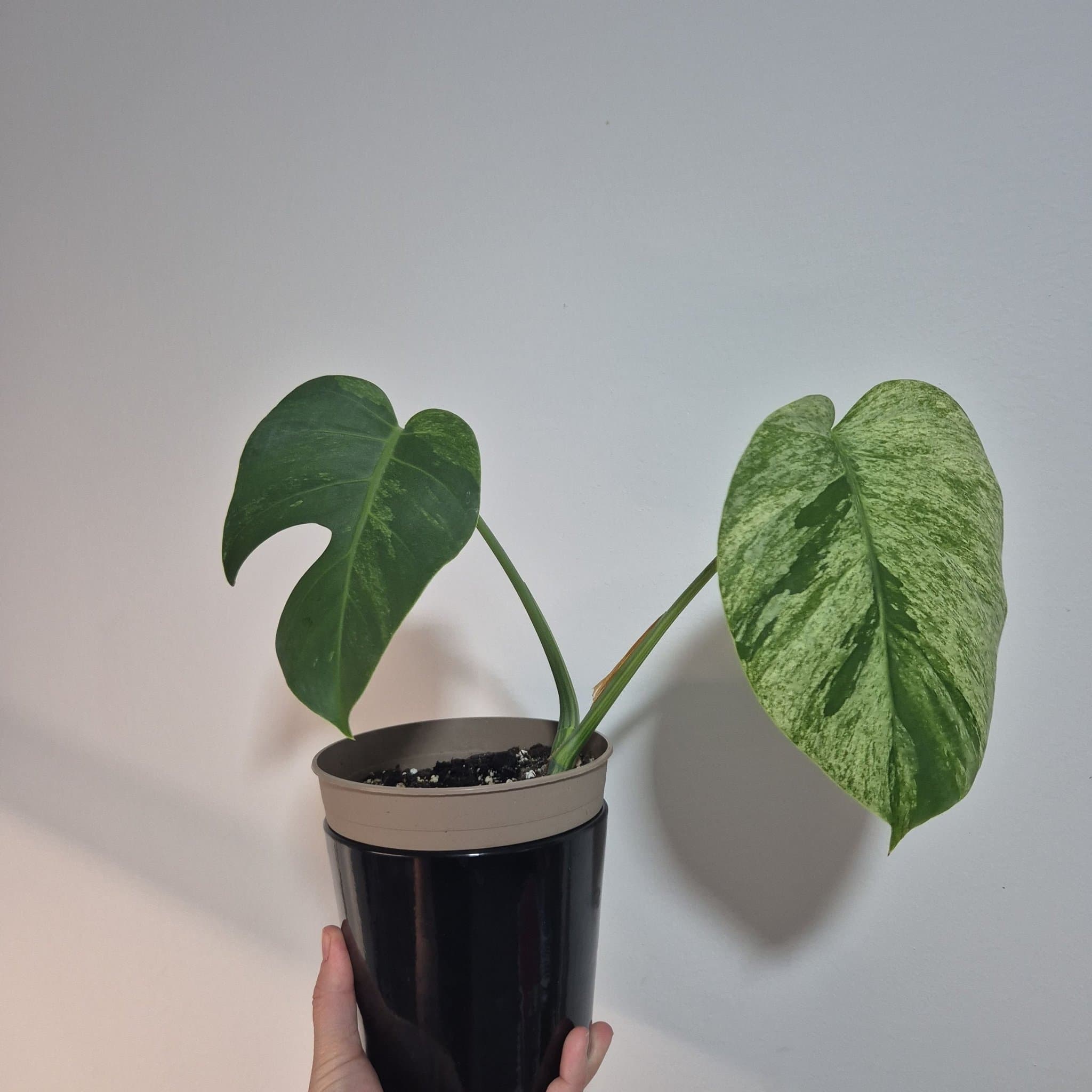 Monstera Jungle Mint ej tc planta