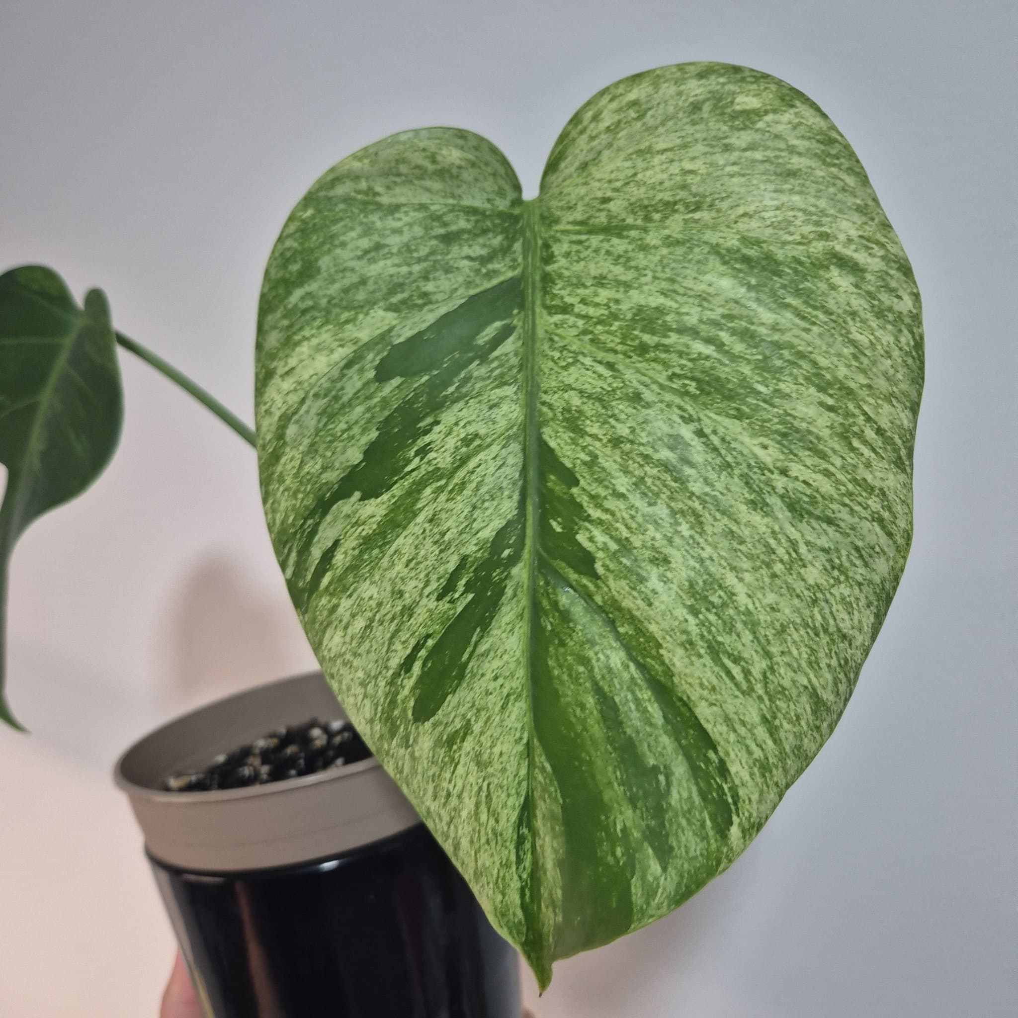 Monstera Jungle Mint ej tc planta