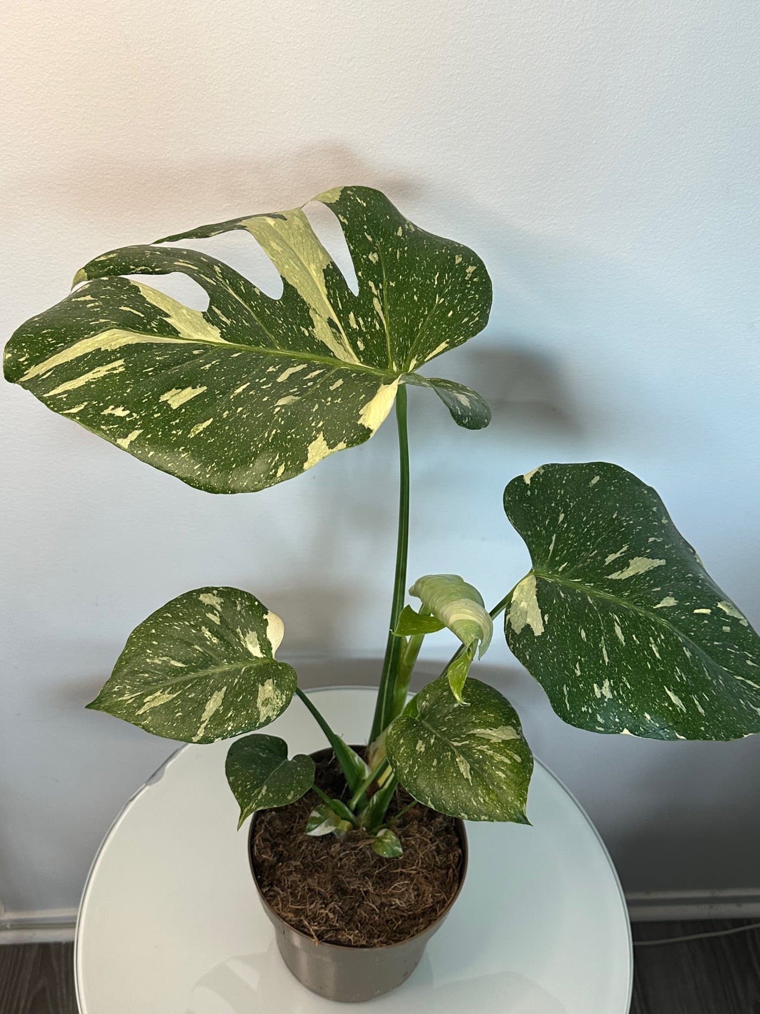 Monstera Thai Constellation