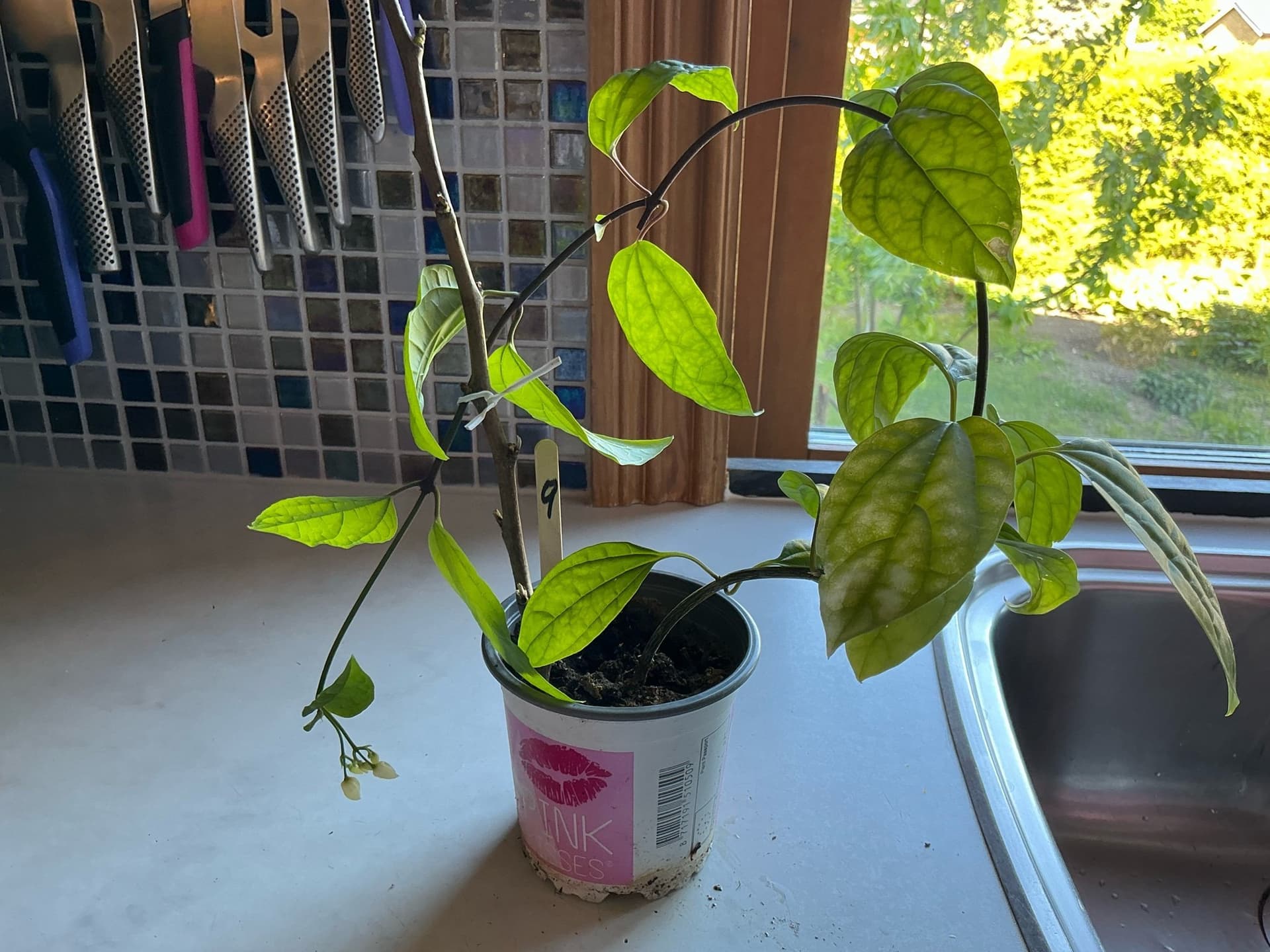 Ödesträd- Clerodendrum thomsoniae nr9