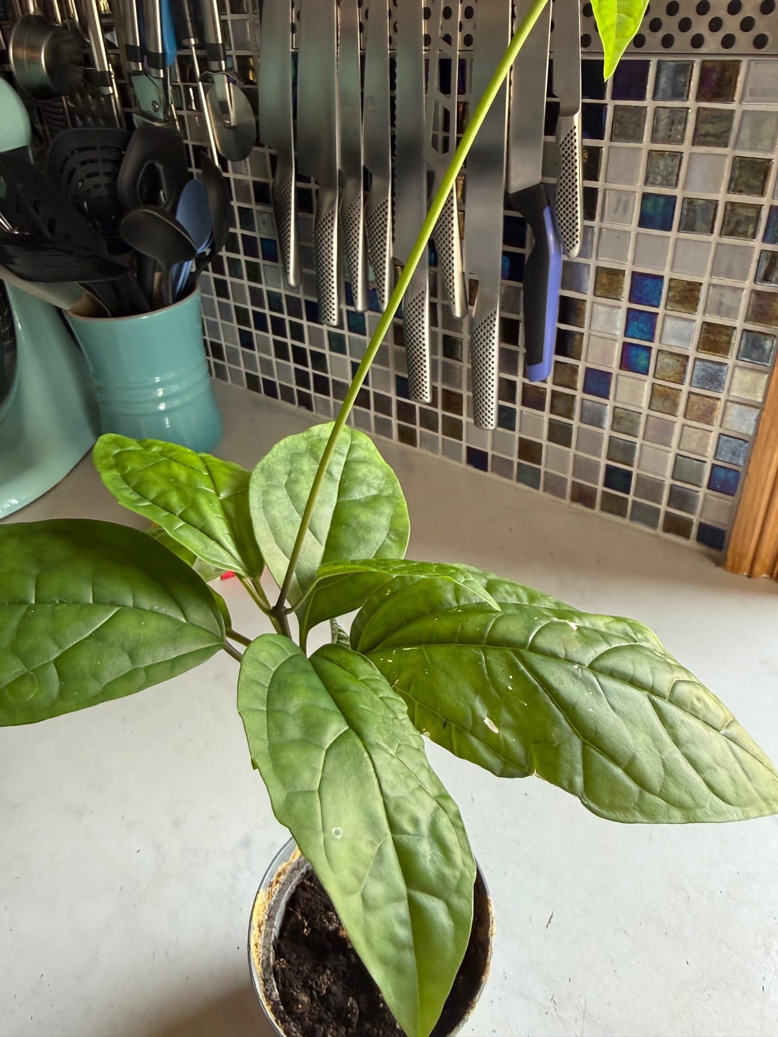 Ödesträd- Clerodendrum thomsoniae nr 14