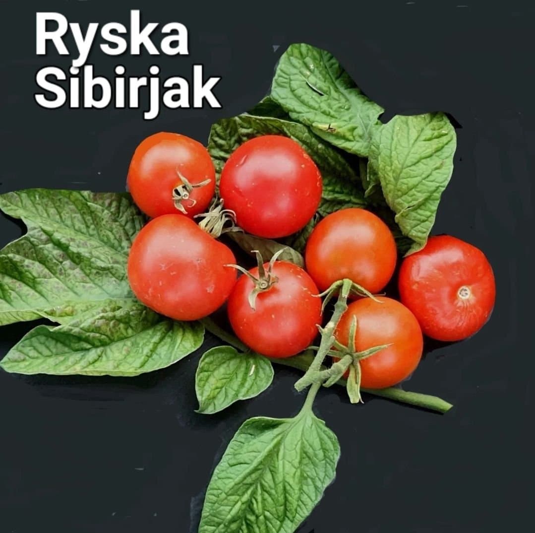 Tomat fröpaket 8 Supergoda sorter!