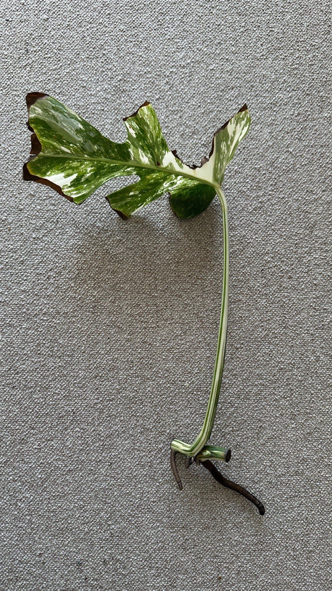Monstera Albo Variegata Stickling (Hög Varigering)