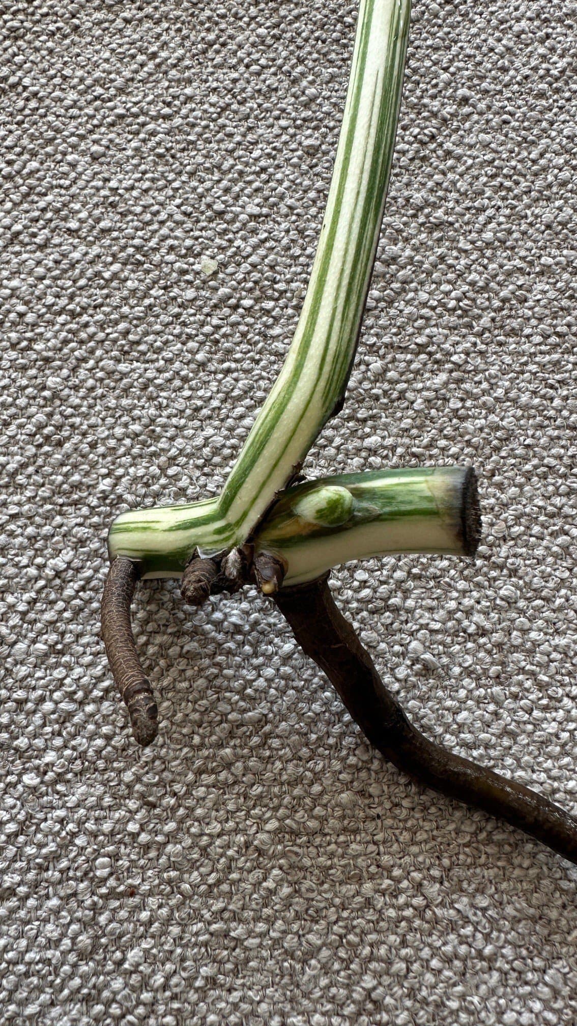 Monstera Albo Variegata Stickling (Hög Varigering)