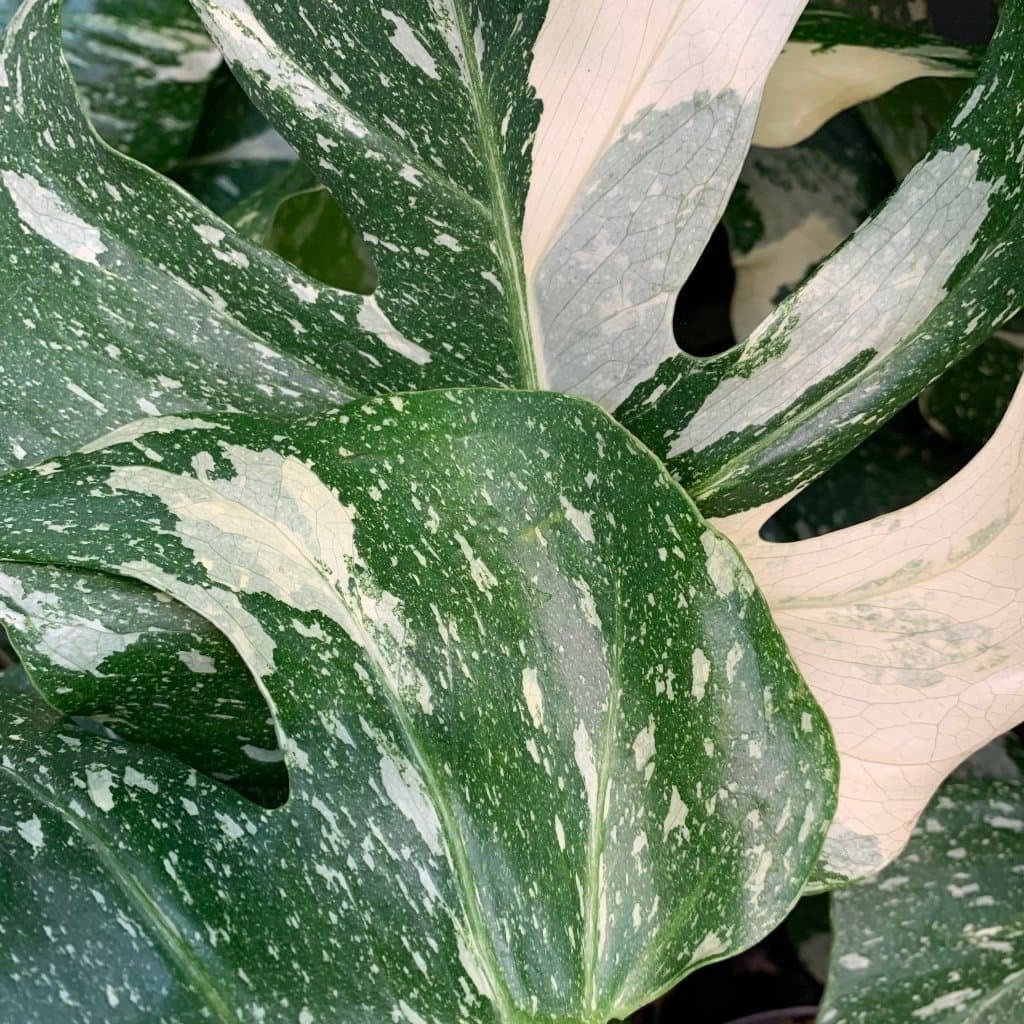 VÄLDIGT KRAFTIG STICKLING AV MONSTERA ' THAI CONSTELLATION ' MONSTERA DELICIOSA