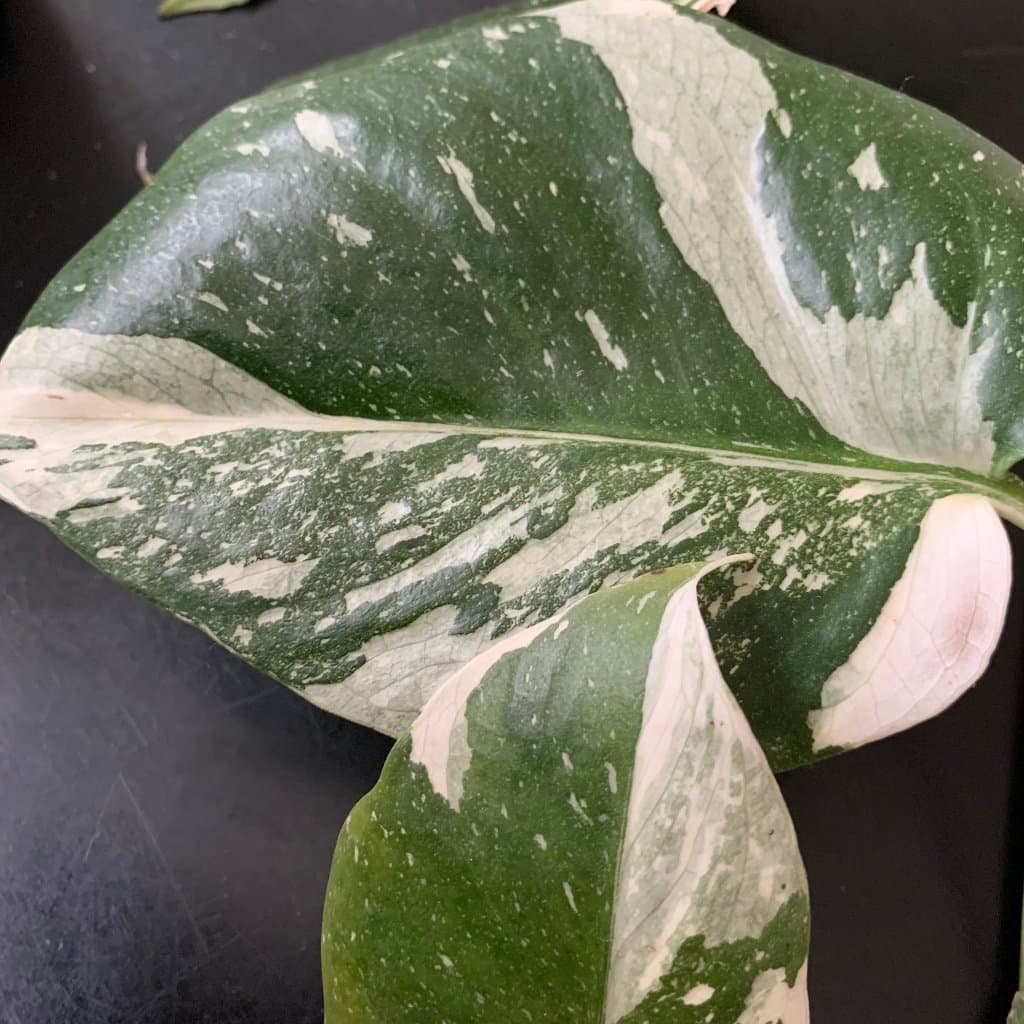VÄLDIGT KRAFTIG STICKLING AV MONSTERA ' THAI CONSTELLATION ' MONSTERA DELICIOSA