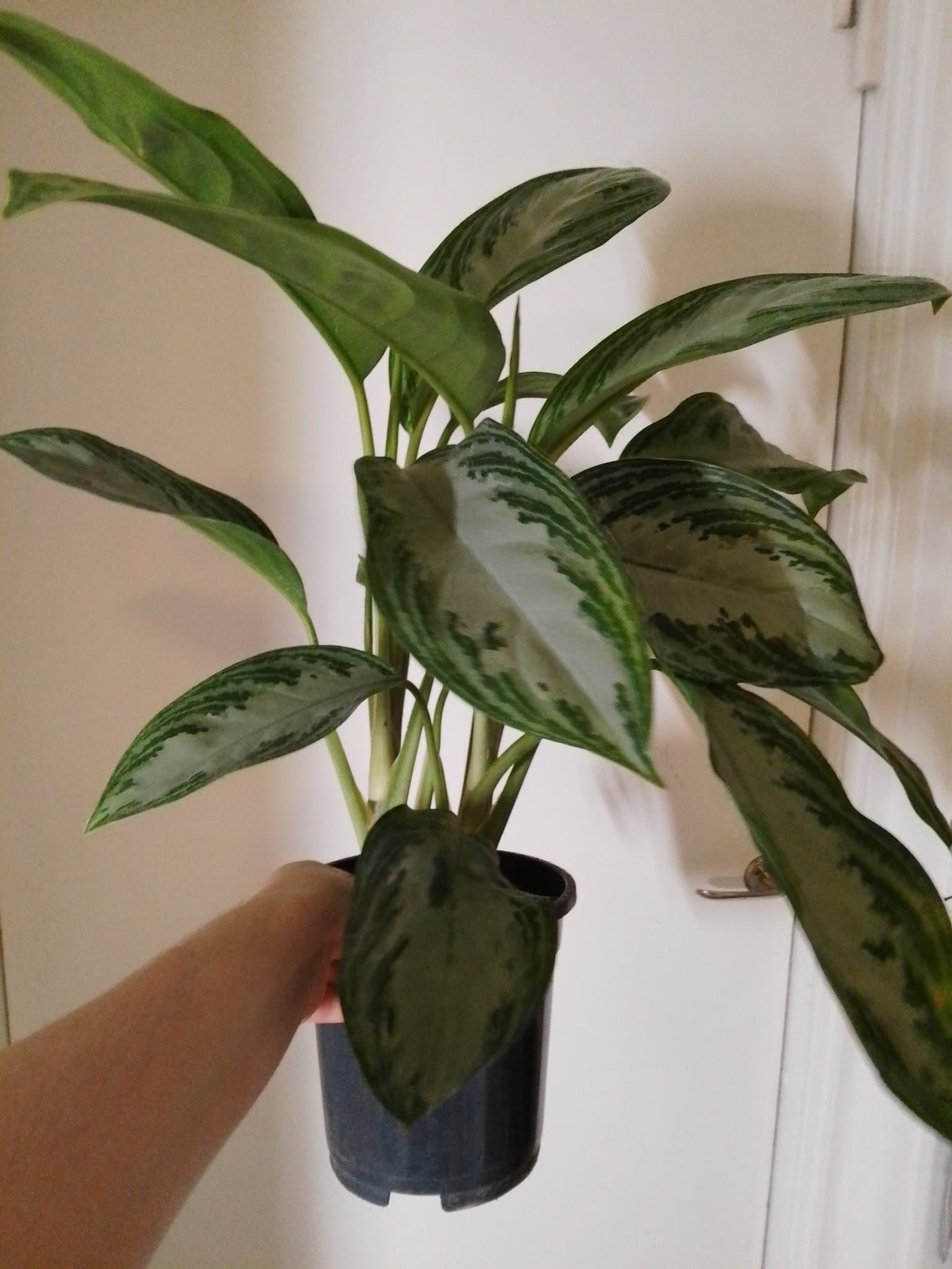 Silverkalla - Aglaonema Silver Bay